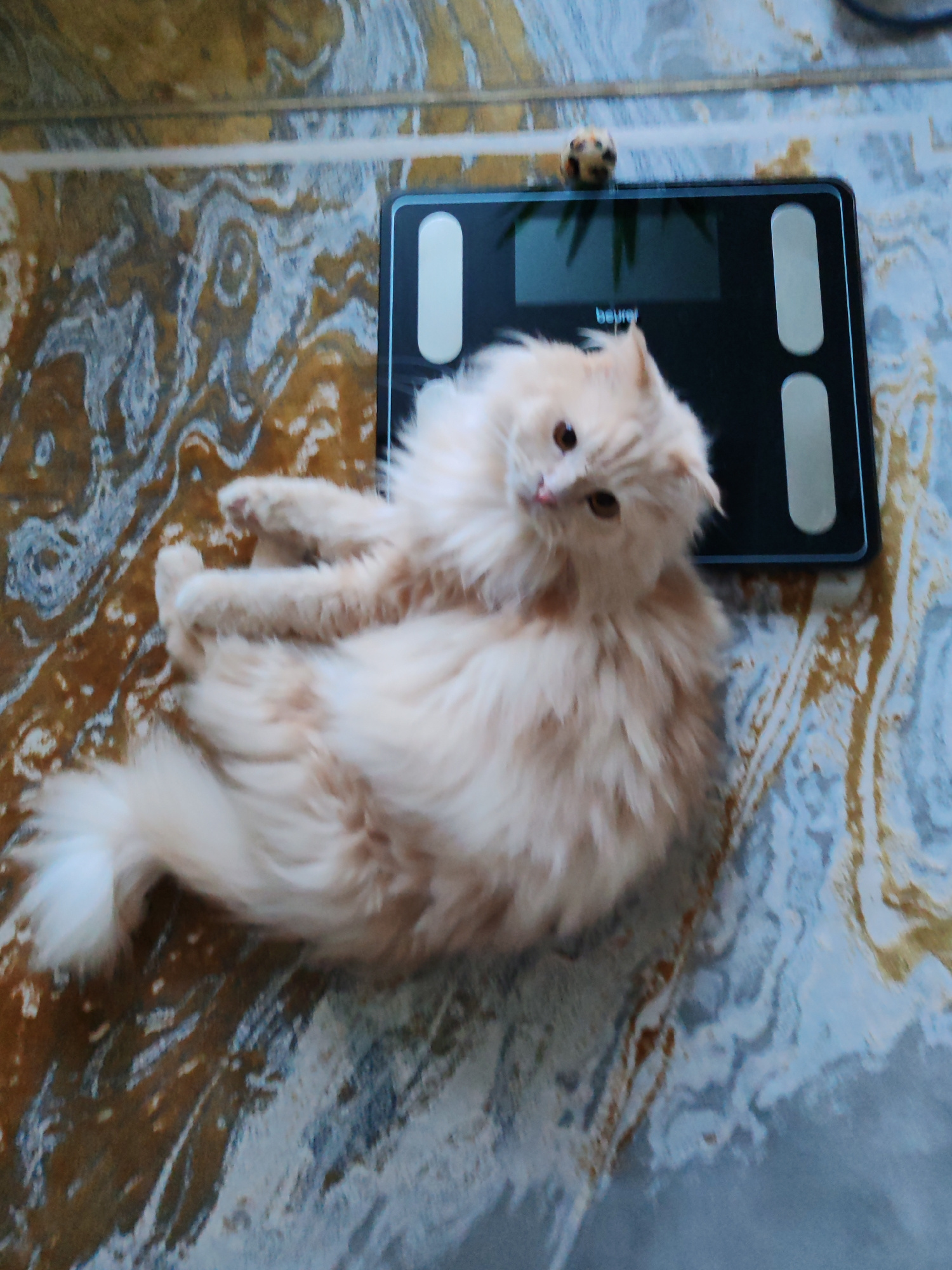 A fluffy, light-colored cat is lying on its back on a patterned floor next to a black digital scale. The cat's paws are extended, and its head is turned to look towards the camera. A small, round toy with a spotted pattern is placed on top of the scale. The floor has a marbling effect with swirls of brown, white, and blue. The scene appears to be indoors, possibly in a residential setting.