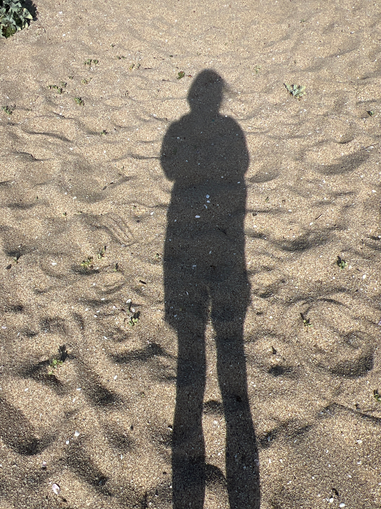 The media file shows a long shadow of a person cast on sandy ground. The shadow appears to be a full-body silhouette of a person standing. The sand is textured with ripples and small shells are scattered across the surface. Small green plants are also visible, growing sparsely in the sand. The light source, casting the shadow, is strong, indicating it is likely daytime with clear skies. The overall scene suggests an outdoor environment, possibly a beach or a sandy path. The lack of other people or distinctive landmarks makes it difficult to pinpoint an exact location within the provided context of Sinemorets, Bulgaria, but the sandy terrain and sparse vegetation are consistent with coastal or dune environments. There is no visible text in the media file.