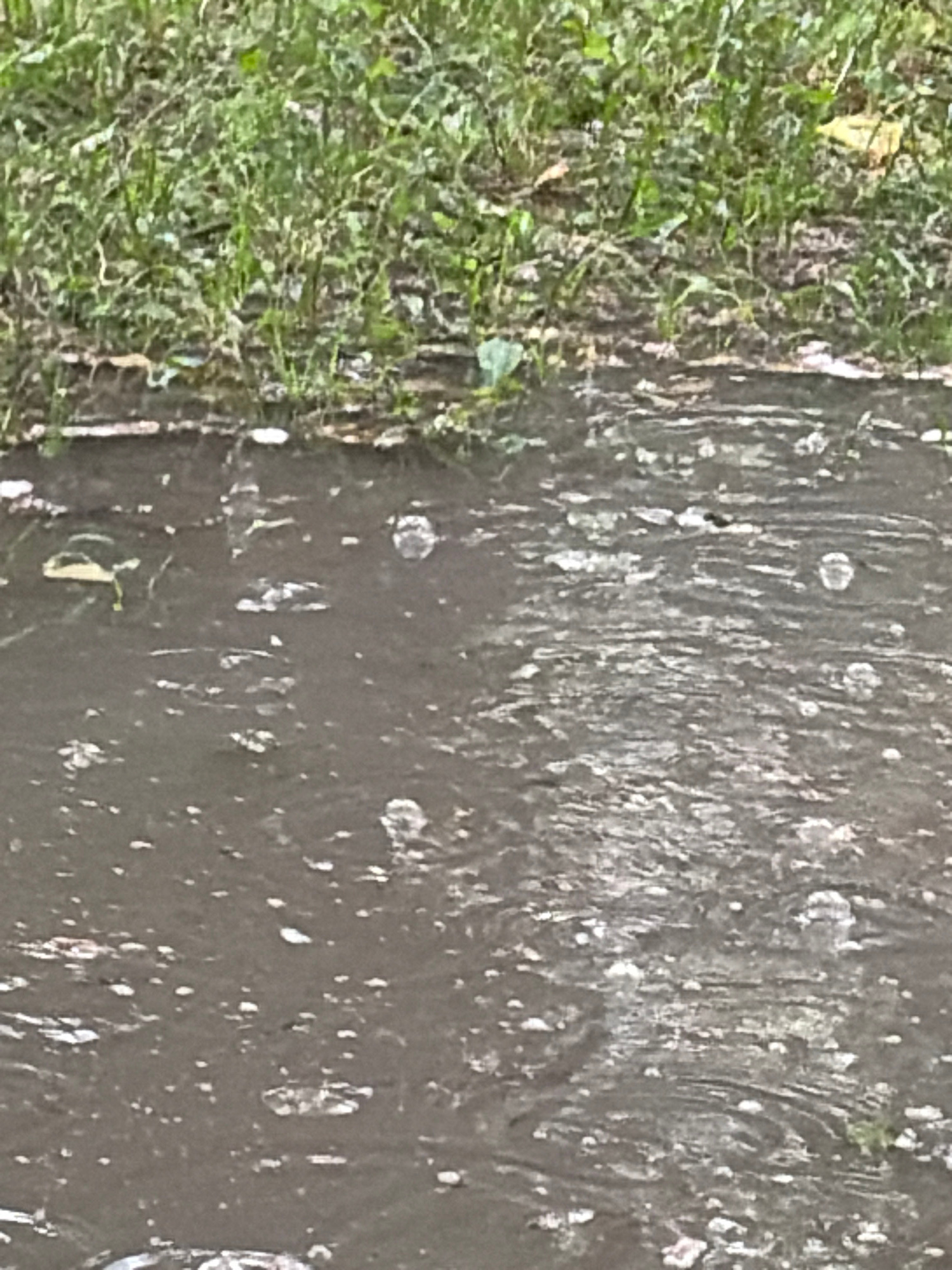 An overhead, medium shot captures a muddy puddle bordering a patch of green grass. Bubbles are visible on the surface of the water, suggesting movement or aeration. A small, green leaf or piece of vegetation floats on the left side of the puddle. The scene appears to be outdoors, with no human presence detected.
