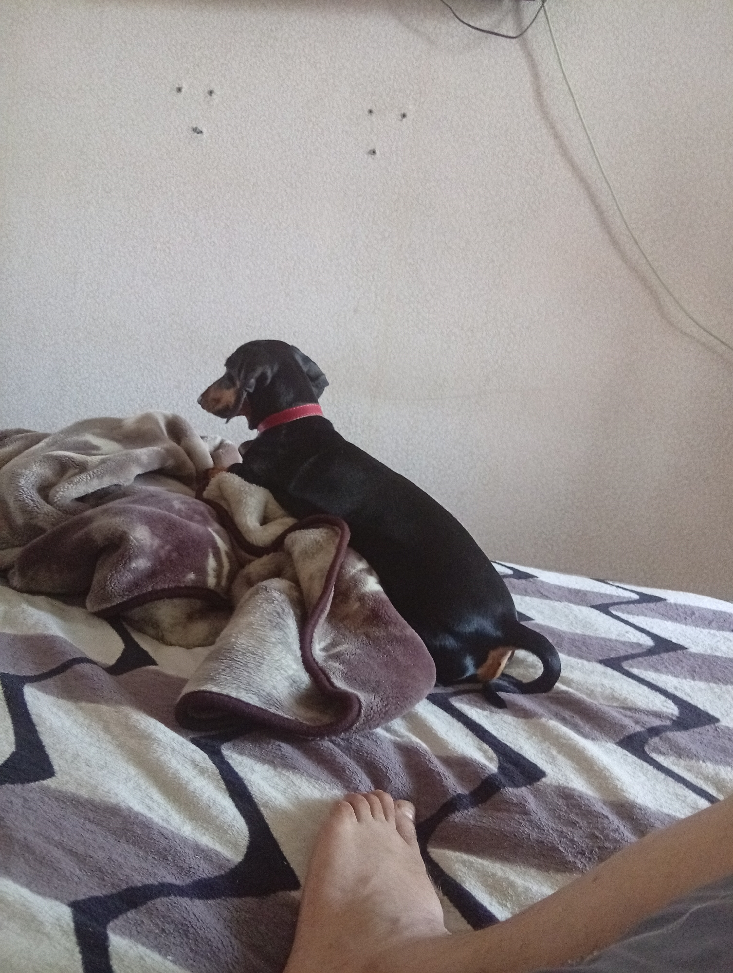 A black dachshund wearing a red collar is standing on a pile of blankets on a bed. The blankets are patterned with various shades of brown, beige, and purple. A person's foot is visible in the foreground, resting on the patterned blanket. The background is a plain, textured wall with three small dark spots near the top center. A thin wire hangs down from the ceiling on the right side of the frame. The scene appears to be indoors, likely in a bedroom.