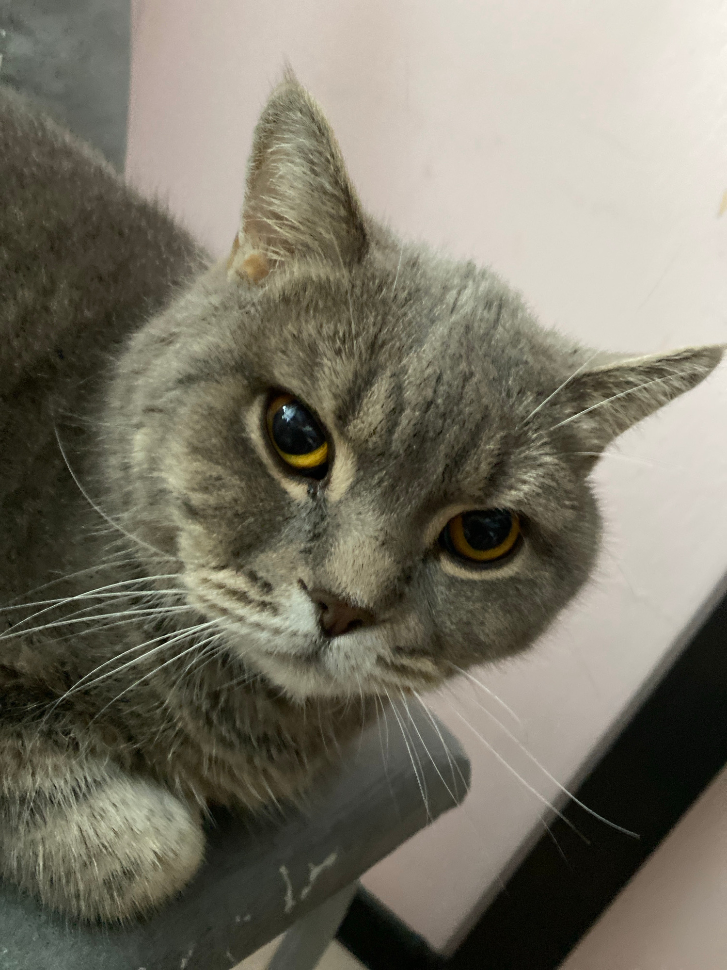 A close-up, eye-level, medium shot captures a gray, short-haired cat with piercing yellow eyes looking directly at the camera. The cat's fur is dense and has subtle tabby markings on its face. Its white whiskers fan out from its muzzle. The cat is perched on a gray, textured surface, possibly a piece of furniture or a ledge, and a portion of its paw is visible on the left side of the frame. The background consists of a pale pink wall with a dark vertical element on the right. The lighting appears to be natural or ambient, casting soft shadows. The location is not specified in the image or accompanying information, and therefore cannot be determined to be in Vladimir, Russia.