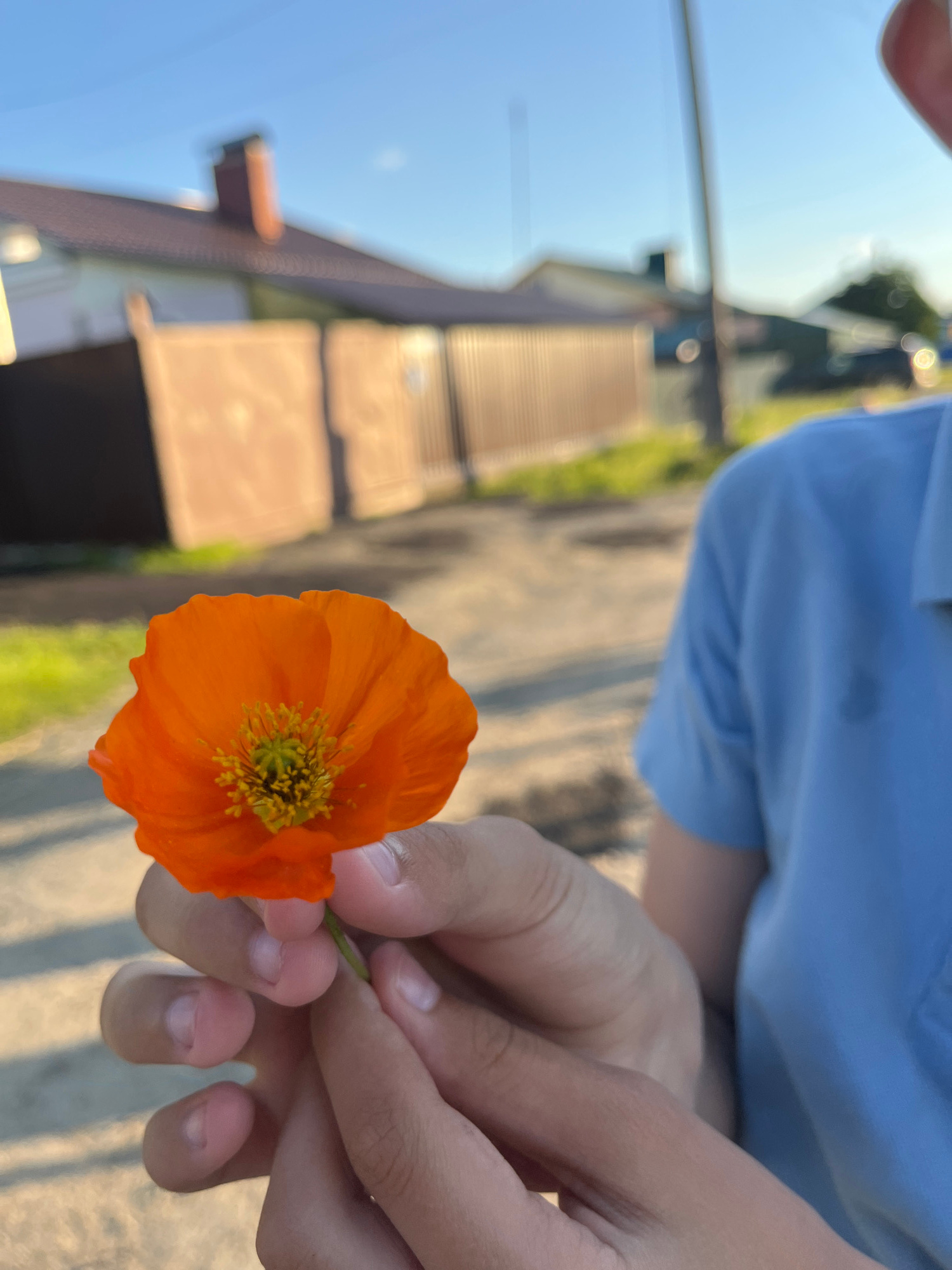 A close-up, vertically oriented shot captures a person's hands holding a delicate orange poppy flower. The flower, with its vibrant petals and a textured yellow-green center, is the primary subject. The hands, appearing youthful, gently cradle the flower's stem. The background is softly blurred, suggesting an outdoor setting. On the left side of the frame, a bright blue sky is visible, indicating daytime. To the right and in the mid-ground, a pathway or set of stairs made of light brown material recedes into the distance. Adjacent to the pathway, a rough, textured surface, possibly concrete or a wall, runs parallel. Green foliage is also subtly visible in the background, adding to the natural outdoor environment. The lighting suggests it is either late afternoon or early morning, with warm tones cast on the scene. No visible text is present in the image. The overall mood is peaceful and serene, highlighting the simple beauty of the flower and the gesture of holding it. The location context of Бруснятское, Russia, situates the scene within a specific geographical area, though no overt visual cues directly identify this location within the image itself.