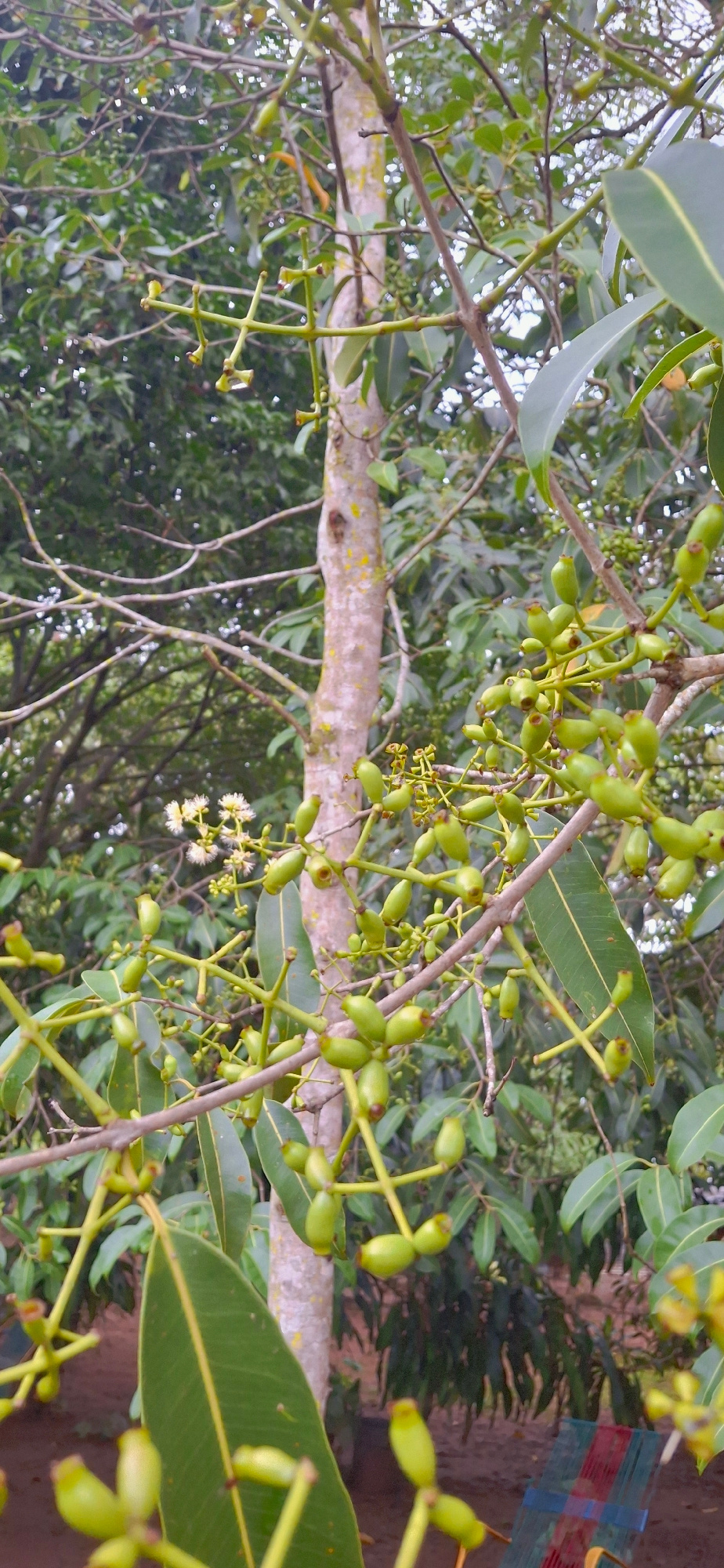 In Vallecito, Venezuela, a close-up, vertically oriented, outdoor shot captures a tree branch laden with developing green fruits. The main subject is a cluster of small, elongated, light green fruits, each with a darker tip, hanging from thin stems. Some of these fruits are in focus, revealing their smooth texture. In the upper left of the image, a small cluster of delicate white flowers is visible, also attached to thin stems, indicating a stage of flowering preceding fruit development. The tree trunk, light brown with patches of lichen or moss, is positioned slightly off-center to the right and runs vertically through the frame. The background is a dense arrangement of lush green leaves and branches, suggesting a tropical or subtropical environment. The ground below the tree is a muted reddish-brown, and a small portion of a colorful, striped object, possibly a chair or bench, is visible in the lower right corner. The lighting appears to be soft and diffused, typical of an overcast day or shaded area.