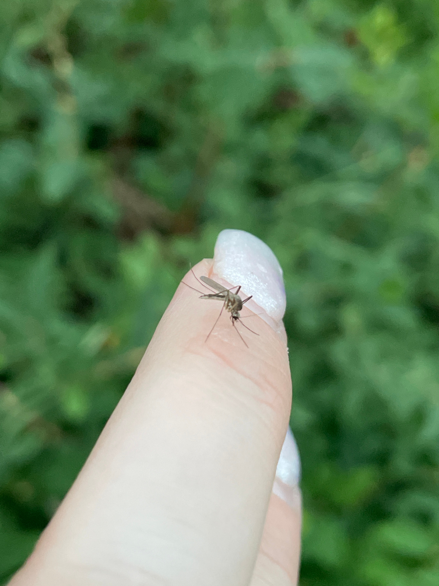 A close-up, eye-level shot shows a mosquito perched on a human thumb. The mosquito, viewed from the side, is small and dark with visible legs and wings. The thumb, positioned in the foreground, has a light-colored fingernail with a pearlescent finish. The background is a blurred expanse of green foliage, suggesting an outdoor environment in or near the city of Baldeika, Russia. The focus is sharp on the mosquito and thumb, with the background out of focus.