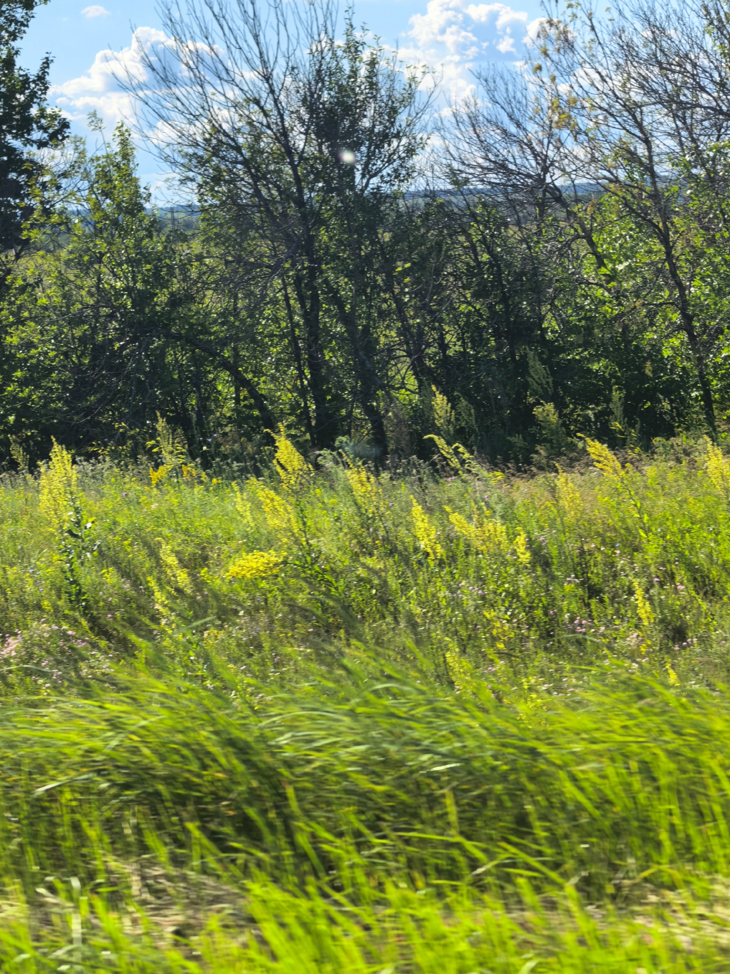 This media file captures a bright, sunny day in a natural, outdoor setting, likely Vozrozhdeniye, Russia. The scene is dominated by a lush meadow filled with tall green grasses and vibrant yellow wildflowers, possibly Verbascum. In the background, a dense line of trees creates a dark green backdrop, with their branches silhouetted against a bright blue sky dotted with fluffy white clouds. The sunlight appears to be strong, casting a warm glow on the landscape and creating a slightly blurry effect in the foreground, suggesting movement, perhaps from a vehicle. The overall impression is one of a serene and natural environment during daytime. There is no visible text in the image.