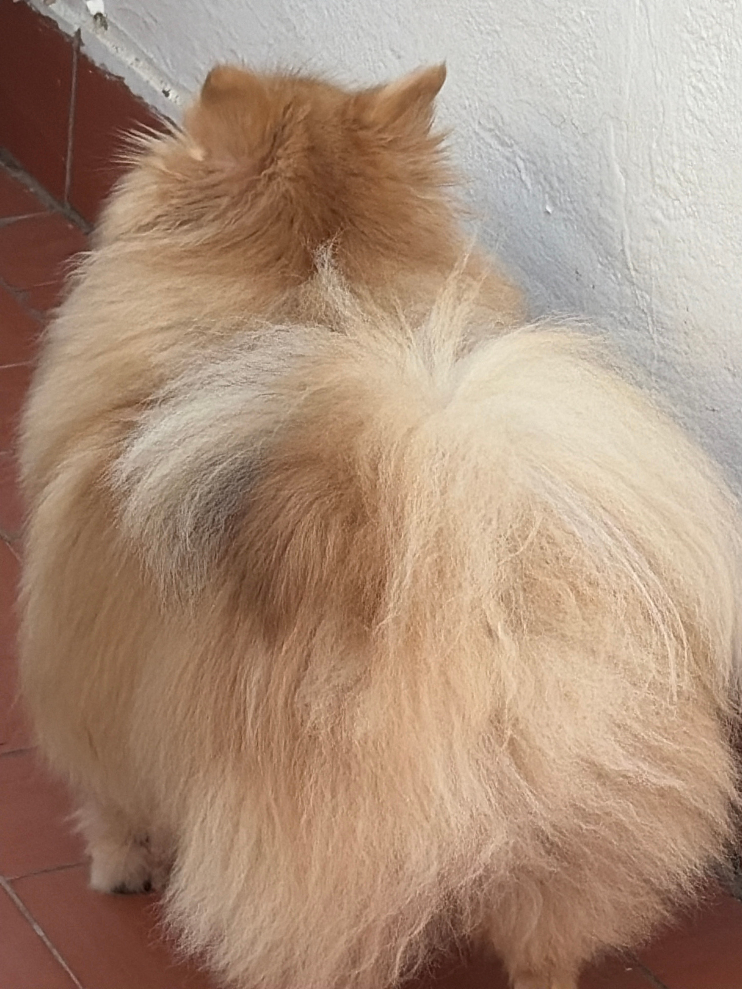 This image shows a fluffy, light-colored cat from a top-down perspective. The cat's fur is very thick and appears to be a warm, sandy or light orange hue, with some lighter strands mixed in, particularly around the tail area. The cat's head is visible on the left side of the frame, with its ear pointed upwards. The rest of the image is dominated by the cat's voluminous fur, which forms a large, rounded shape, suggesting the cat is curled up or lying down.
The background consists of a textured, off-white wall on the left and a tiled floor in reddish-brown tones on the bottom right. The lighting suggests it might be daytime, though the exact time of day is not definitively ascertainable. The setting appears to be indoors, possibly near a wall or corner. There is no visible text in the image. The overall impression is one of a comfortable, perhaps napping, pet.