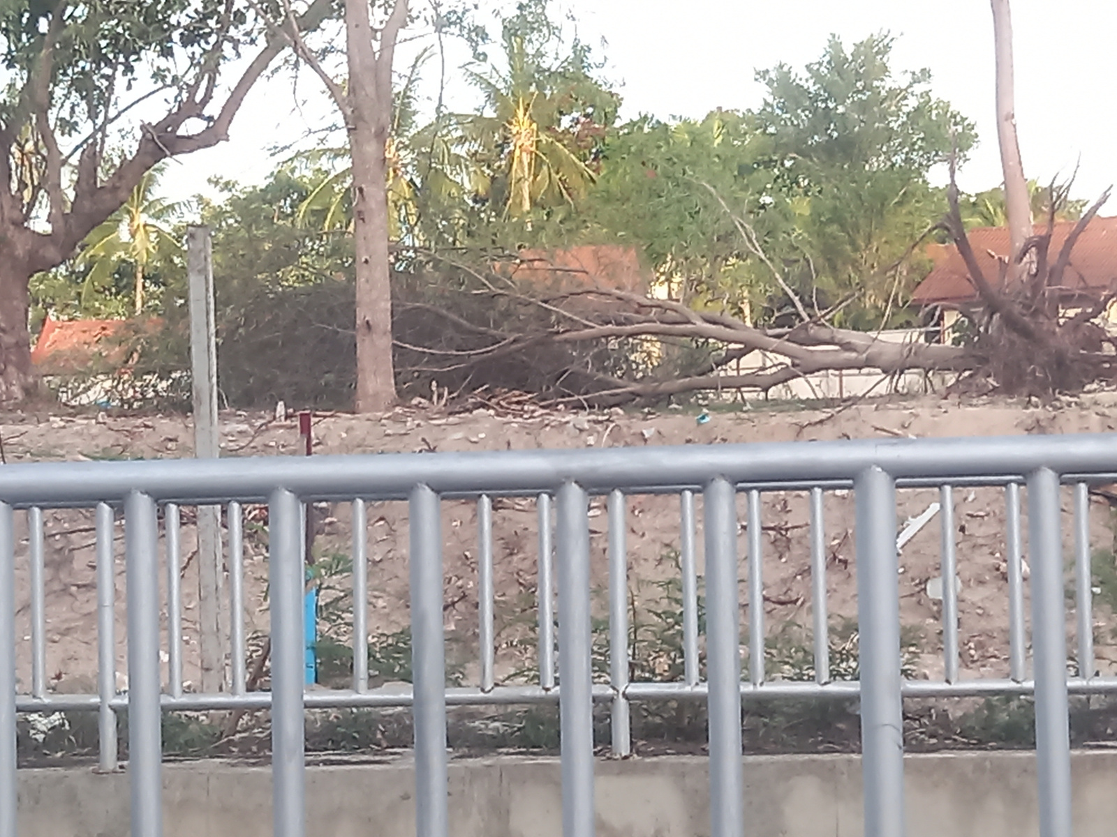 The image shows a fallen tree with exposed roots lying across a sandy area, with lush green foliage and palm trees in the background. Red-tiled roofs of buildings are partially visible through the trees. In the foreground, a silver metal railing runs horizontally across the frame, with vertical posts spaced evenly. The ground behind the railing appears to be sandy and dry, with some debris and sparse vegetation. A blue object is visible behind the railing to the left. The scene suggests a tropical environment, possibly after a storm or natural event that caused the tree to fall. The location is identified as Baan Tai, Thailand.
