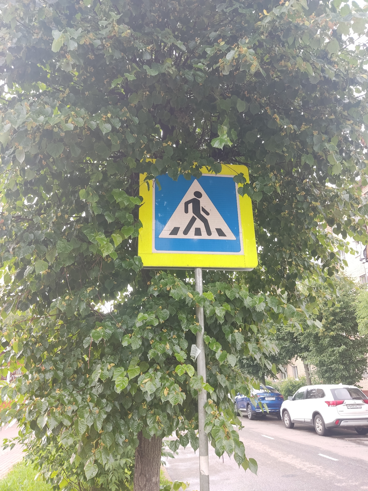 The image shows a pedestrian crossing sign partially obscured by lush green foliage from a tree. The sign is triangular with a blue background and a white border, featuring a black silhouette of a person walking. It is mounted on a metal pole and appears to be in a somewhat overgrown area, typical of an urban or suburban setting.
In the background, a street is visible with cars parked alongside it, including a white SUV and a blue sedan. The white SUV has a license plate that reads "P641TM 199". Buildings and more trees are also present in the background, suggesting a residential or commercial area. The lighting suggests it is daytime, and the greenery indicates a temperate climate, possibly summer or late spring, with the foliage looking healthy and full.
The overall scene depicts a common urban environment where traffic safety signs are integrated with the natural elements of trees and vegetation. The presence of the pedestrian crossing sign implies a location where people would be walking, such as near a street or a public pathway. No specific event or activity is clearly depicted beyond the static nature of the scene. The image is oriented vertically, with the sign and trees dominating the foreground and midground.