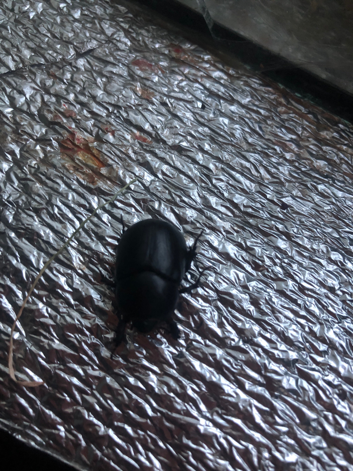 A black beetle is positioned on a crumpled silver surface. The surface is textured with numerous folds and ridges, creating a reflective, metallic appearance. There are some reddish-brown stains visible on the silver material in the upper left quadrant of the image. A thin, light-colored strand, possibly a piece of grass or straw, extends from the left side of the image towards the beetle. The beetle itself is dark and appears to be resting. The lighting creates highlights and shadows on the textured surface, emphasizing its crumpled nature.