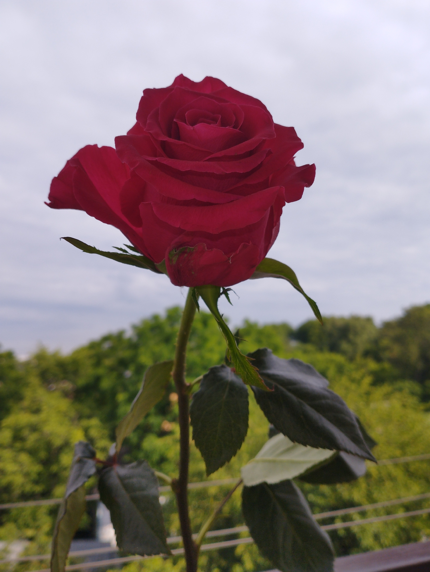 A single, deep red rose, viewed from a low angle, is centered in the frame against a softly blurred background of green foliage and a pale, overcast sky. The rose, with its tightly furled petals, shows delicate texture and a velvety sheen. Its stem, visible below, is adorned with dark green leaves. The scene suggests an outdoor setting, possibly a balcony or garden, with the hint of a railing or barrier in the lower right corner. The overall impression is one of natural beauty captured in a close-up perspective.