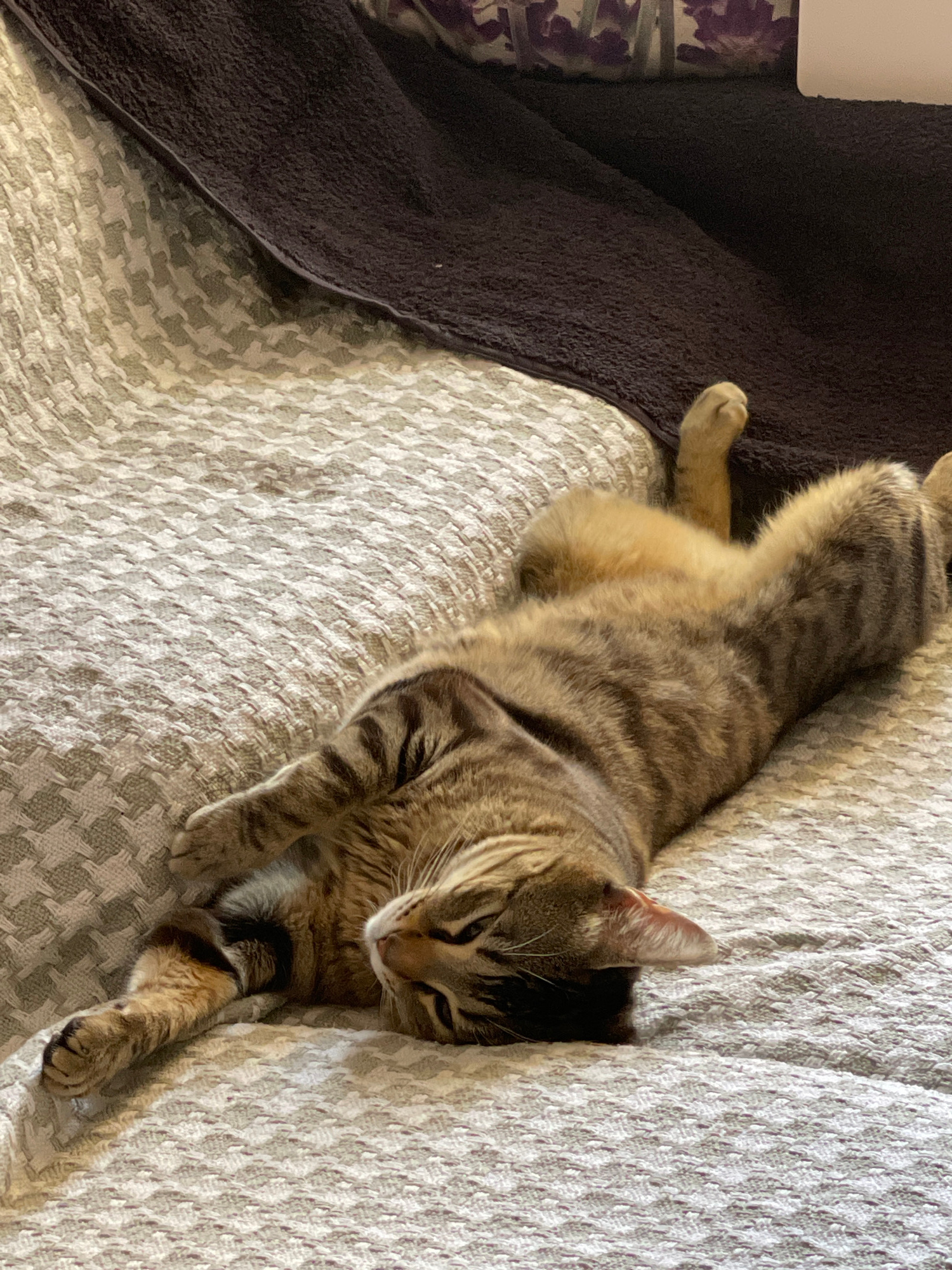 A tabby cat is lying on its back on a textured grey and white patterned blanket. The cat is mostly brown with black stripes. Its eyes are partially closed, and its head is tilted to the side. One of its front paws is extended upwards. Behind the cat is a dark brown blanket. The scene appears to be indoors, possibly on a bed or sofa. There is no information to determine the location in Santa Coloma de Gramenet, Spain.