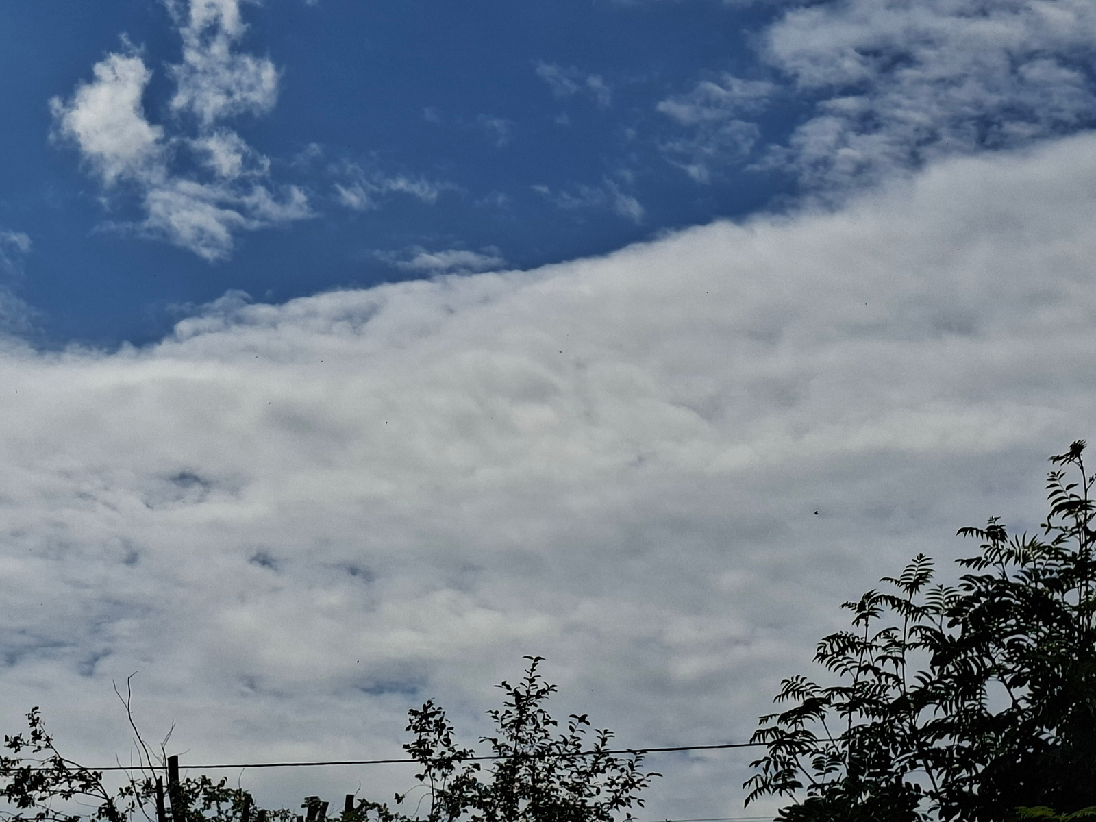 A high-angle, full shot captures a bright blue sky filled with white, wispy clouds. The clouds are scattered across the frame, with a denser band stretching horizontally across the middle. In the lower portion of the image, dark green, leafy trees with thin branches are silhouetted against the sky, with a thin black wire running horizontally between them. The image appears to be taken outdoors in natural light.