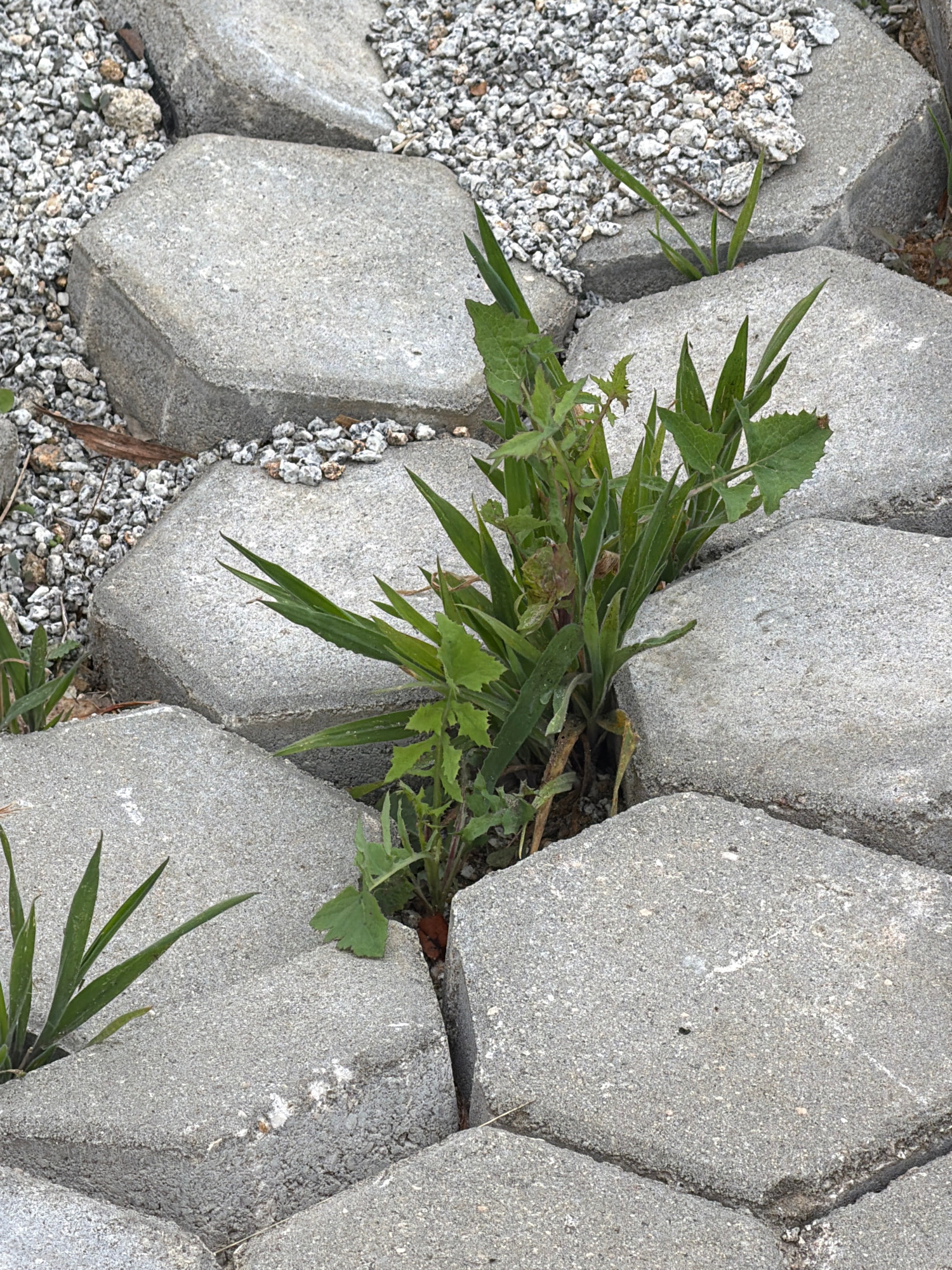 A close-up, overhead shot captures a cluster of interlocking hexagonal paving stones, typical of those found in urban landscaping. The stones are made of grey concrete and are laid out with gaps between them, filled with small grey and white gravel and some patches of soil. In the center of the image, a clump of green weeds, some with serrated leaves, is growing robustly from the gaps between the stones, reaching upwards. To the left and bottom of the frame, blades of grass also emerge from the cracks. This scene is consistent with an outdoor public space in Vila Nova de Gaia, Portugal, potentially a sidewalk, park pathway, or a plaza area where vegetation has begun to reclaim the man-made structure. There are no people or animals present in the frame.