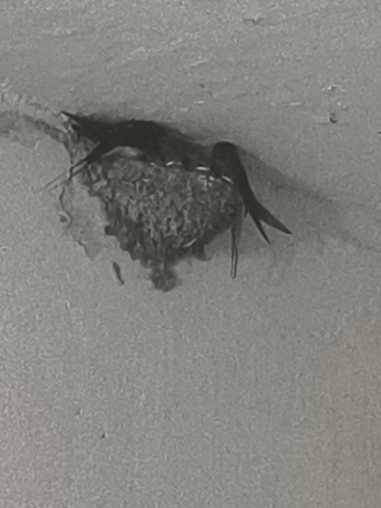 A grayscale, medium-shot, eye-level, slightly blurry, low-light image shows two small birds perched in a nest. The nest appears to be made of mud and straw and is attached to a textured, light-colored surface that could be a wall or ceiling. One bird is facing left, with its head down as if feeding. The other bird is facing right, with its head up and its tail feathers fanned out. The birds have dark bodies and lighter undersides. The background is an indistinct, textured surface. The image does not provide any specific visual cues to identify the location as Baku City, Azerbaijan.