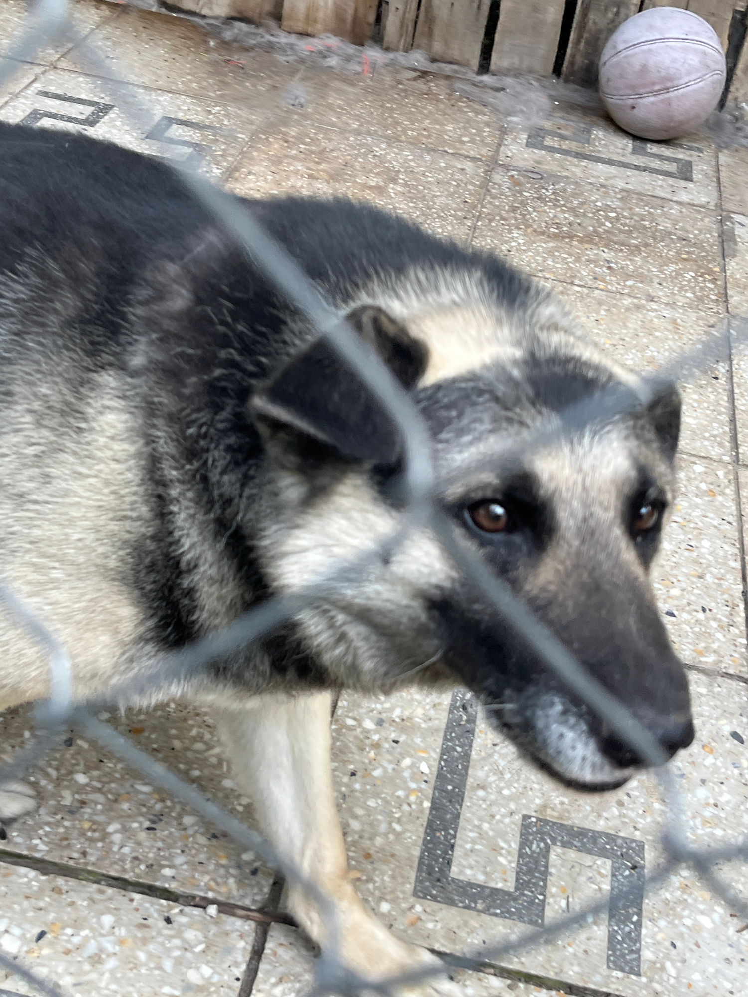 A medium shot, taken from a slightly elevated, head-on perspective, shows a dog behind a fence. The dog, with fur of black, gray, and tan, is looking to the right of the frame. Its eyes are brown and focused, and its mouth is slightly open. The background consists of a tiled floor and a wooden structure. A light-colored ball rests on the floor to the right of the dog. The image is blurry due to the fence obstructing the view.