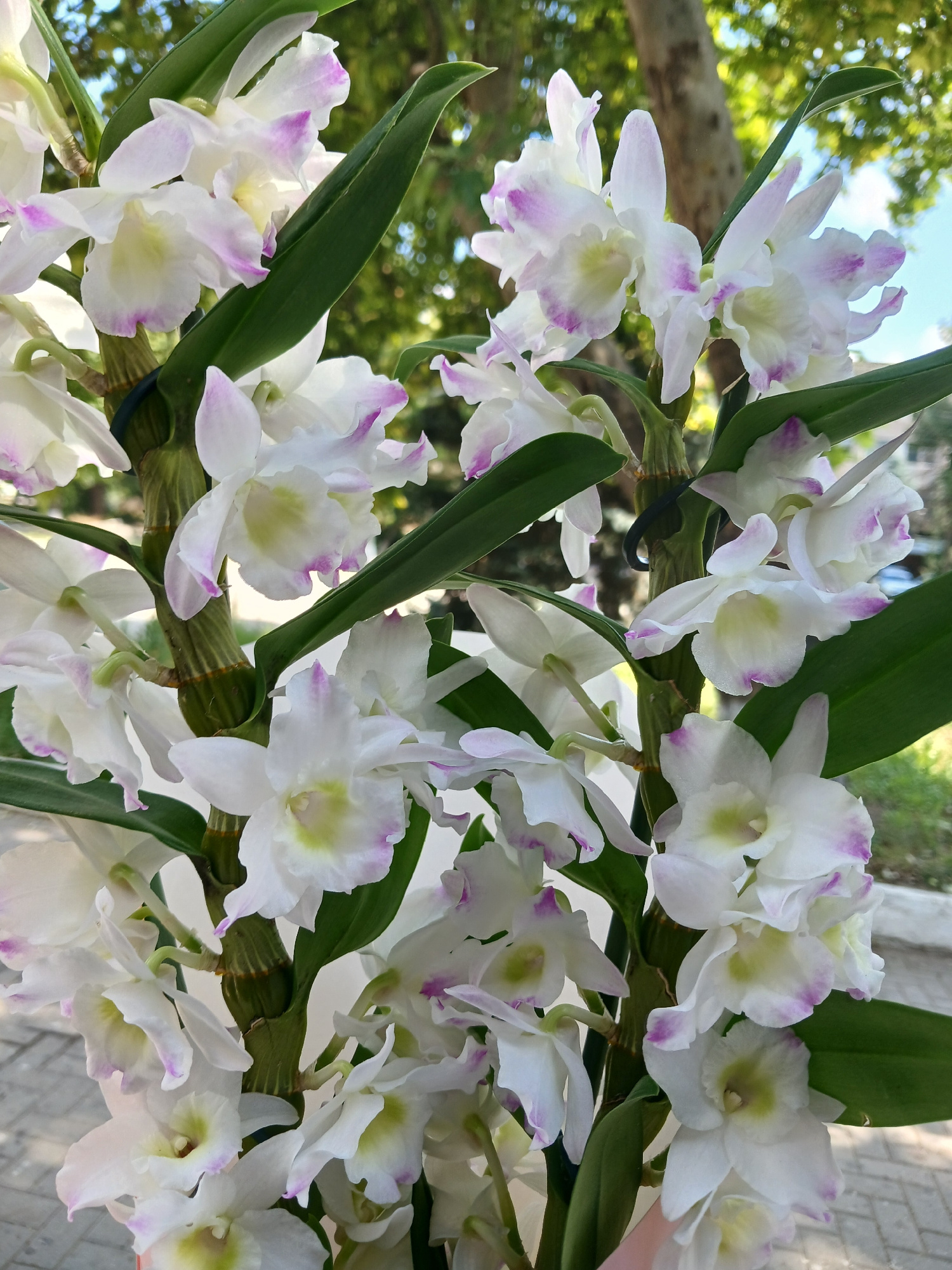 The image shows a close-up view of a cluster of white orchids with delicate pink-purple edges on their petals. The orchids are attached to thick, green, segmented stems, some of which are supported by a dark circular object. Several large, dark green leaves are visible amongst the flowers. The background is softly blurred, suggesting an outdoor setting. In the blurred background, a portion of a tree trunk with textured bark is visible, along with green foliage and a bright blue sky with hints of clouds. A hint of a paved surface, possibly cobblestone or brick, can be seen in the lower part of the image. The lighting suggests it is daytime, with sunlight illuminating the flowers. There are no people or animals present in the image. The scene is located in Vulcănești, Moldova.