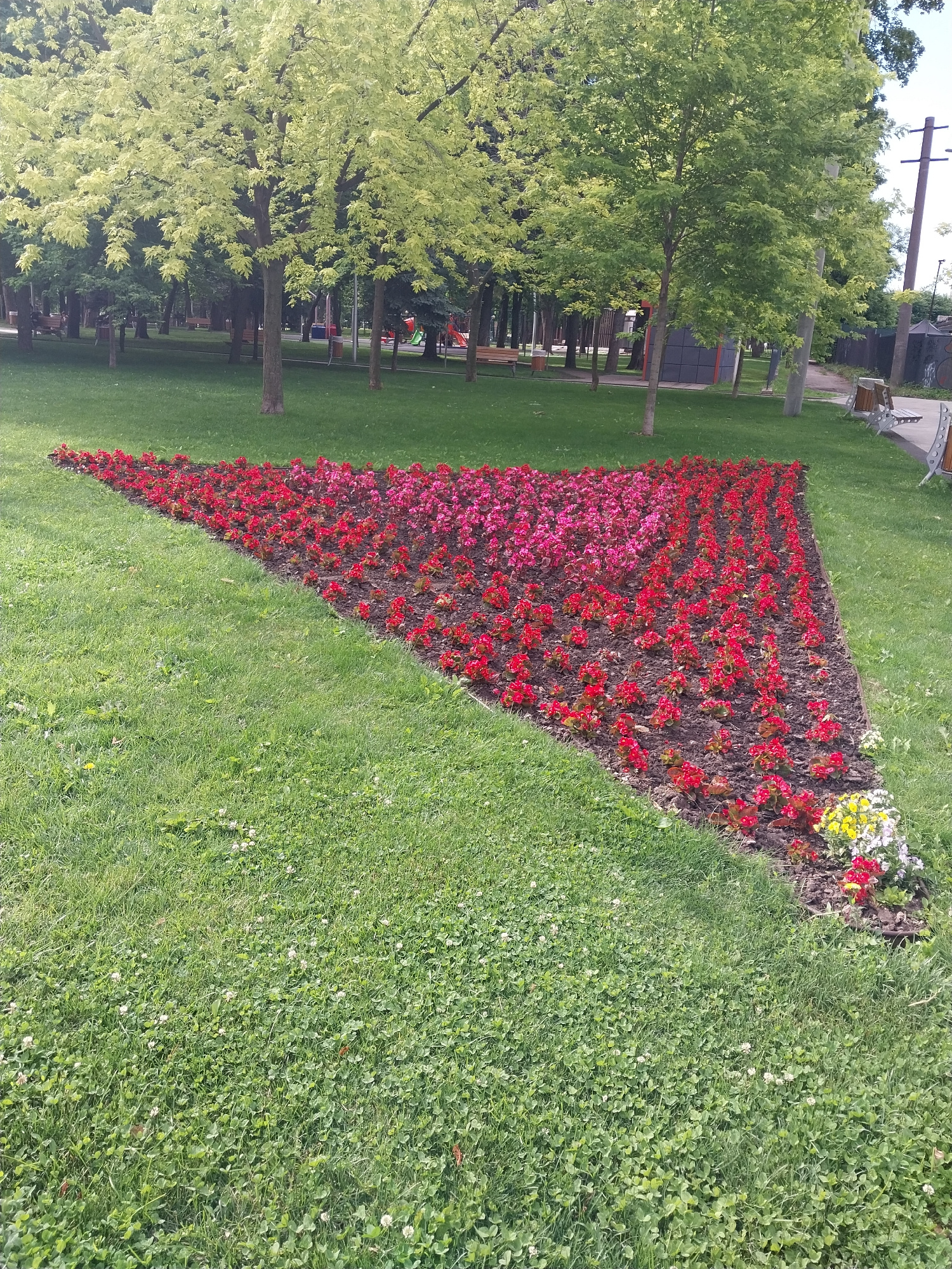The image depicts a park setting in Dnipro, Ukraine, featuring a triangular flower bed filled with red and pink begonias. The flower bed is situated on a grassy lawn with trees in the background. To the right of the flower bed, a small cluster of yellow, white, and red flowers is visible. Benches and a playground structure can be seen in the distance, suggesting this is a public recreational area. The overall scene is one of a well-maintained park on a clear day.