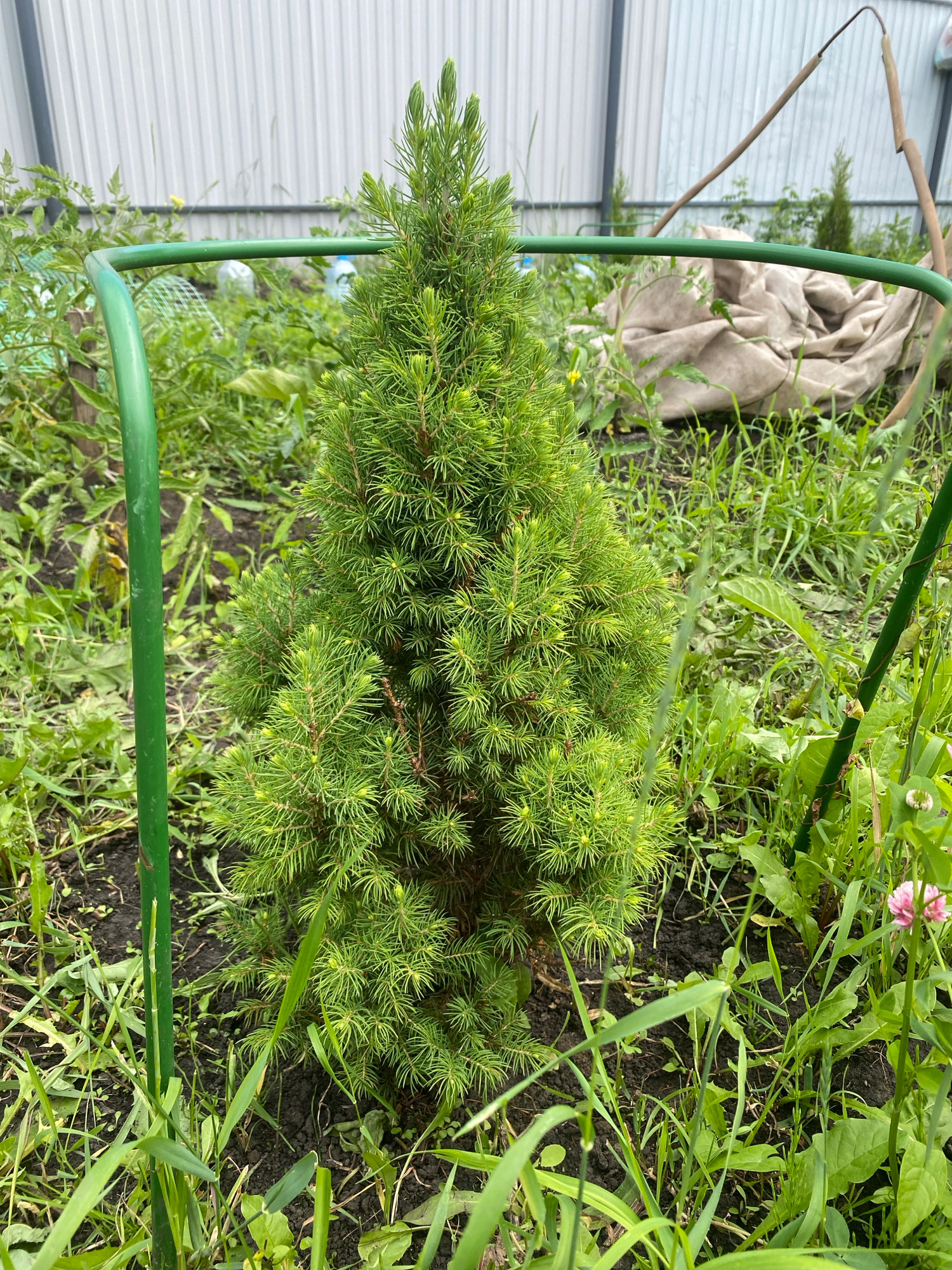 A small, conical evergreen tree is positioned in a garden setting, surrounded by lush green grass and vegetation. A green metal support structure, possibly for staking or protection, encloses the tree. In the background, a silver corrugated metal fence and a pile of beige fabric are visible. The overall scene suggests an outdoor environment, likely a backyard or garden area. The image was taken in Ufa, Russia.