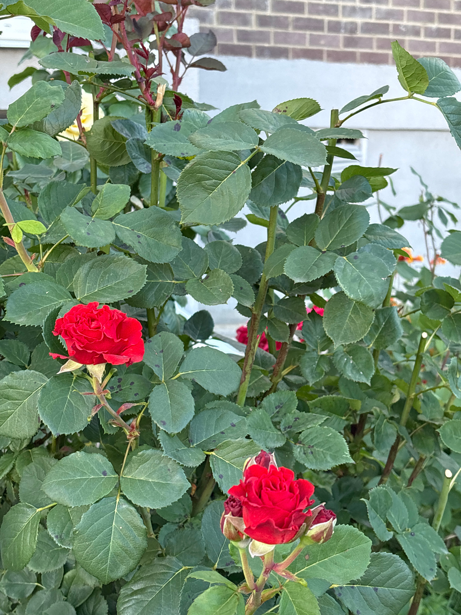 In Mikhaylovsk, Russia, a rose bush with vibrant red blooms and green leaves is captured in a medium shot. The focus is on the roses, with one fully open and several buds visible. The background reveals a brick wall and a building with light-colored siding. The lighting suggests it is daytime.