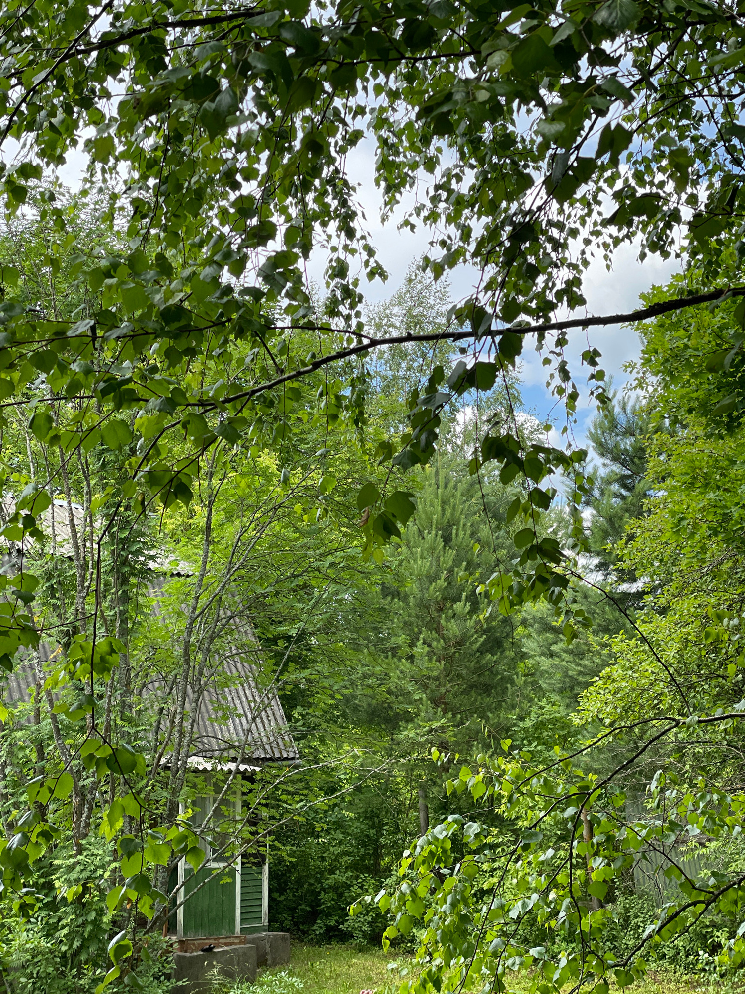 The image captures a view through lush green foliage of a small, rustic structure nestled amongst trees. The structure appears to be a small building with a dark green door and white trim, topped with a corrugated gray roof. It is supported by concrete blocks. Surrounding the structure are various trees and dense green vegetation, with branches and leaves framing the scene. The sky, visible through the leaves, is partly cloudy and blue. The overall impression is one of a secluded, natural setting, possibly in a rural or wooded area.