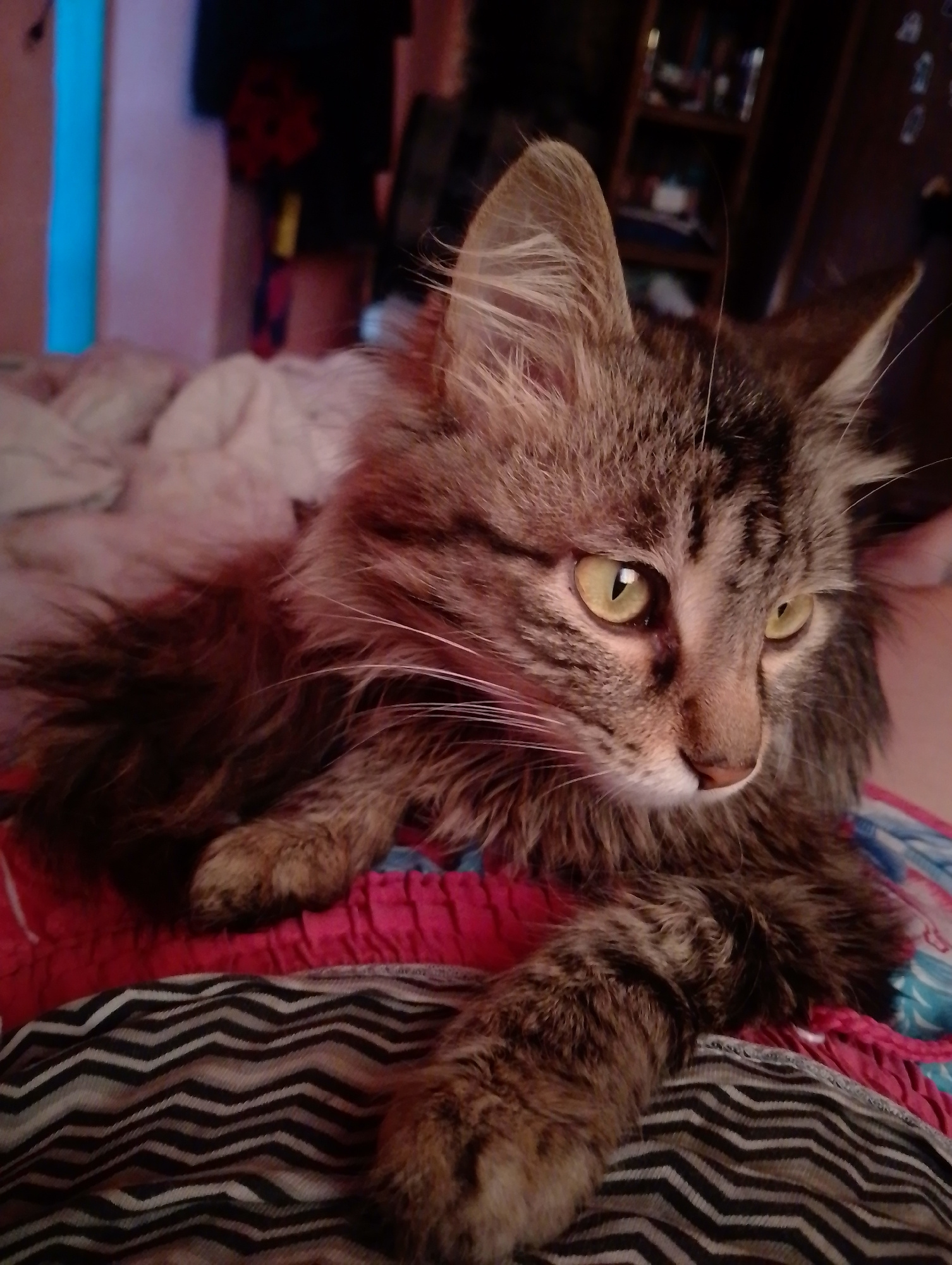 A long-haired tabby cat with yellow eyes is lying down on a bed with a patterned blanket. The cat is facing to the right of the frame, with its head tilted slightly upwards. Its fur is a mix of brown, black, and grey, with distinct tabby markings. The cat's front paws are resting on the blanket, and its tail is not visible in the frame. The background is blurred, but appears to be a room with furniture and possibly shelves. The lighting in the image is dim, suggesting it was taken indoors. There are no people present in the image.