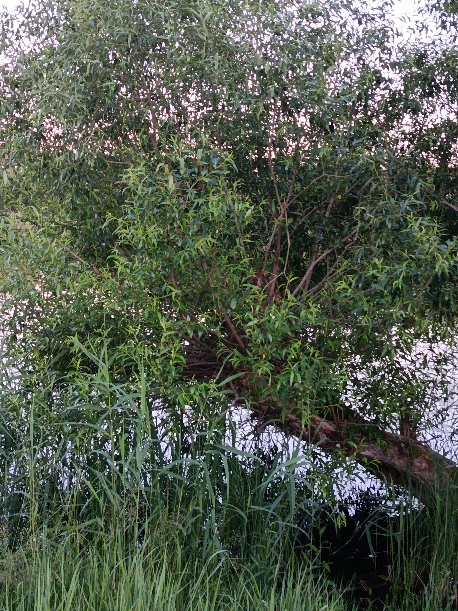 This image shows a dense, leafy tree with long, drooping branches, likely a willow, situated on the bank of a body of water. Tall, green reeds and grasses grow in the foreground, partially obscuring the base of the tree and the water's edge. The background is filled with the tree's foliage and the bright, diffused light of the sky, suggesting it is daytime. The scene appears natural and serene, with no people or man-made structures visible. The location is identified as Слабодкаўскі сельскі Савет, Belarus, implying a rural or semi-rural setting.