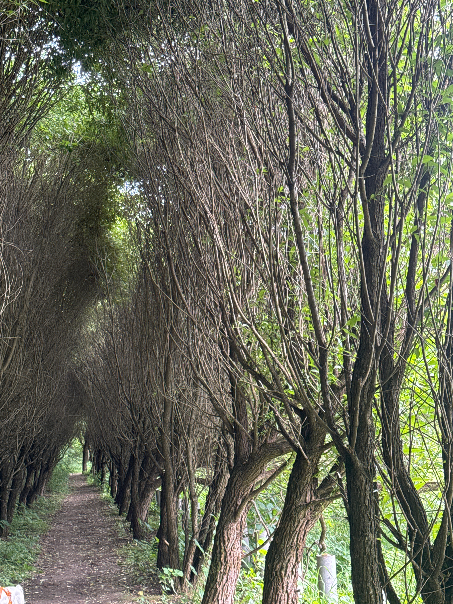 The image depicts a walking path lined with trees that have been pruned to create a natural archway. The path is made of dirt and covered with fallen leaves and debris. The trees on either side are closely spaced, with their branches intermingling overhead, forming a canopy. The foliage is dense, with a mix of green leaves and bare branches visible. The scene appears to be a natural setting within a park or a wooded area. There are no people or animals visible in the image. The lighting suggests it is daytime, with sunlight filtering through the leaves. The overall impression is one of a secluded and somewhat overgrown path. The location is identified as Moscow, Russia.