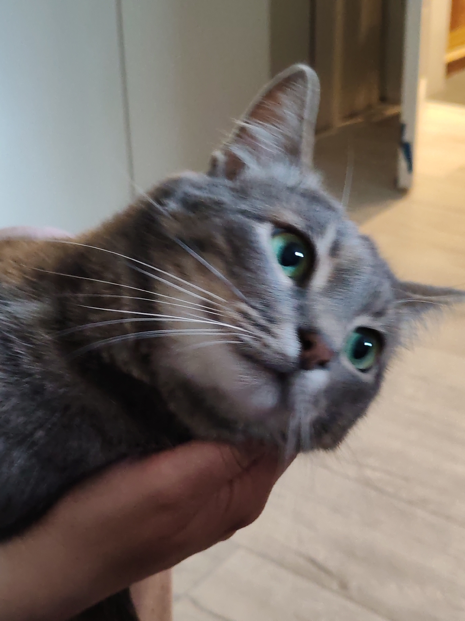 A close-up, low-angle shot captures a tabby cat being held by a human hand. The cat's head is tilted, with its bright green eyes looking towards the viewer. Its gray fur is striped with darker shades of gray and brown. The human hand supporting the cat is a light to medium skin tone. The background is blurred, showing a light-colored wall and a wooden floor. The scene is indoors.