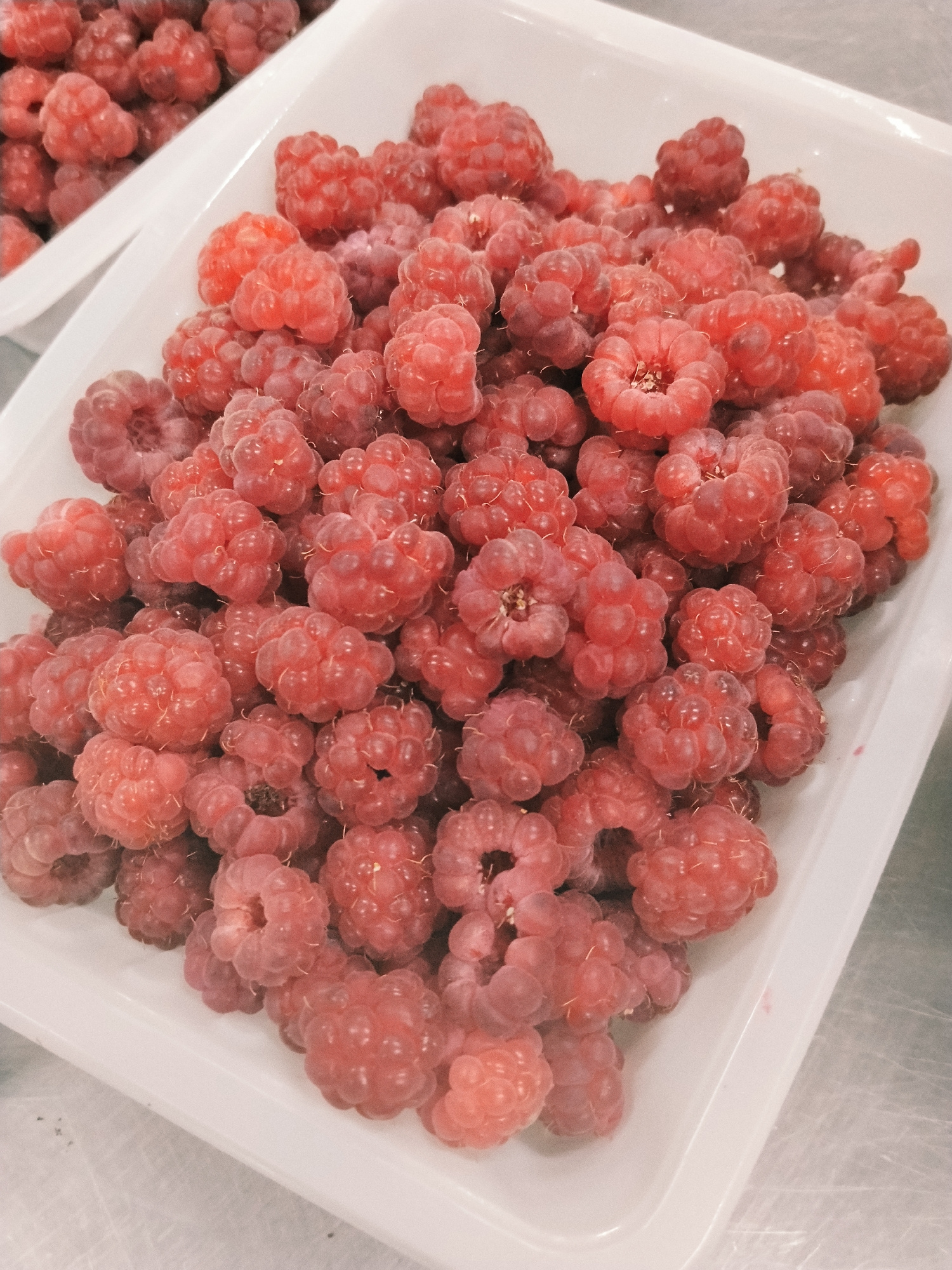 A close-up, high-angle shot shows a white rectangular container filled with fresh raspberries. The raspberries are a vibrant pink-red color and appear plump and ripe, with visible individual drupelets. Some raspberries are slightly darker red, suggesting varying degrees of ripeness. The container itself is clean and white, with a slight sheen. The background is out of focus, but appears to be a metallic surface, possibly a countertop or table. There is a hint of another white container in the upper left corner, also filled with raspberries. The lighting is bright, creating a slight glare on the raspberries and the container. The image is sharp and detailed, allowing for clear observation of the texture and form of the fruit. The scene suggests a food preparation or display setting. There are no people visible in the image, nor any indications of a specific location within Bishkek City, Kyrgyzstan.