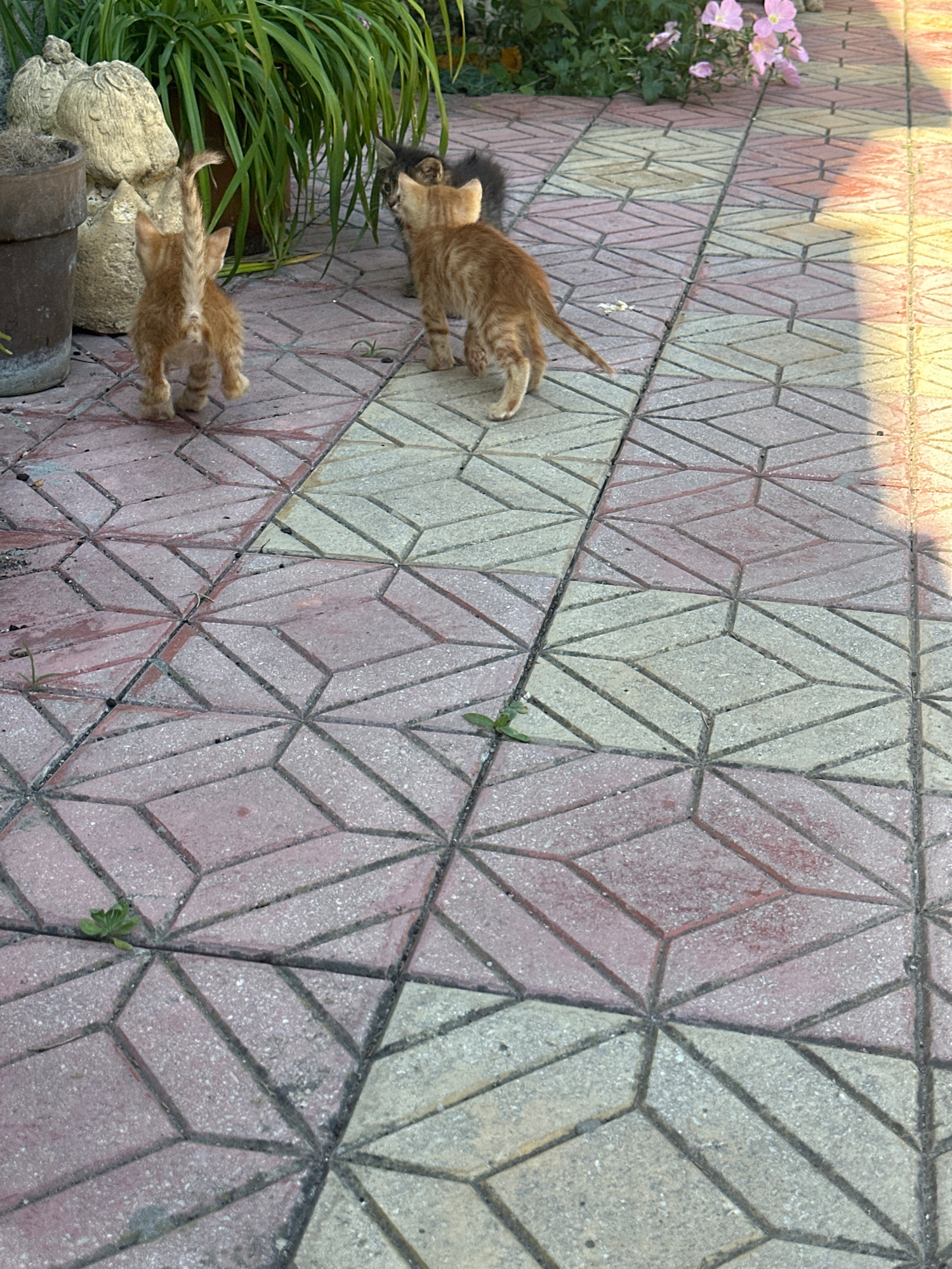 Two ginger kittens are walking on a patterned paved surface. One kitten is in the foreground, its back to the camera, looking down at something on the ground. Its tail is raised. Behind it, another kitten is walking away from the camera, its head turned to the left. There are pink flowers and green foliage to the left of the kittens. The paving stones are a mix of red and grey and are arranged in a geometric pattern of diamonds and squares. Sunlight casts shadows on the paving stones, suggesting it is daytime, likely late afternoon or early morning due to the warm light. The setting appears to be an outdoor area, possibly a garden or courtyard.