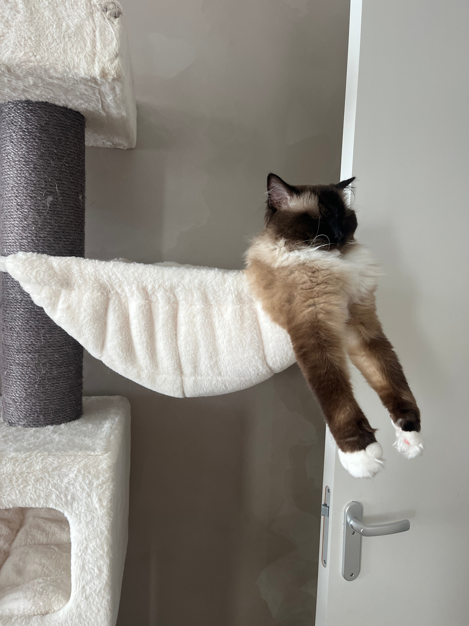 A fluffy Ragdoll cat with brown and white fur is lounging on a plush white hammock attached to a multi-level cat tree. The cat is draped over the hammock, with its front paws hanging down and its hind legs tucked underneath. Its head is turned to the side, obscuring its face. The cat tree is positioned next to a closed white door with a silver handle. The background is a plain, neutral-colored wall. The scene is indoors, likely in a residential setting, with no visible signs of the city or its location.