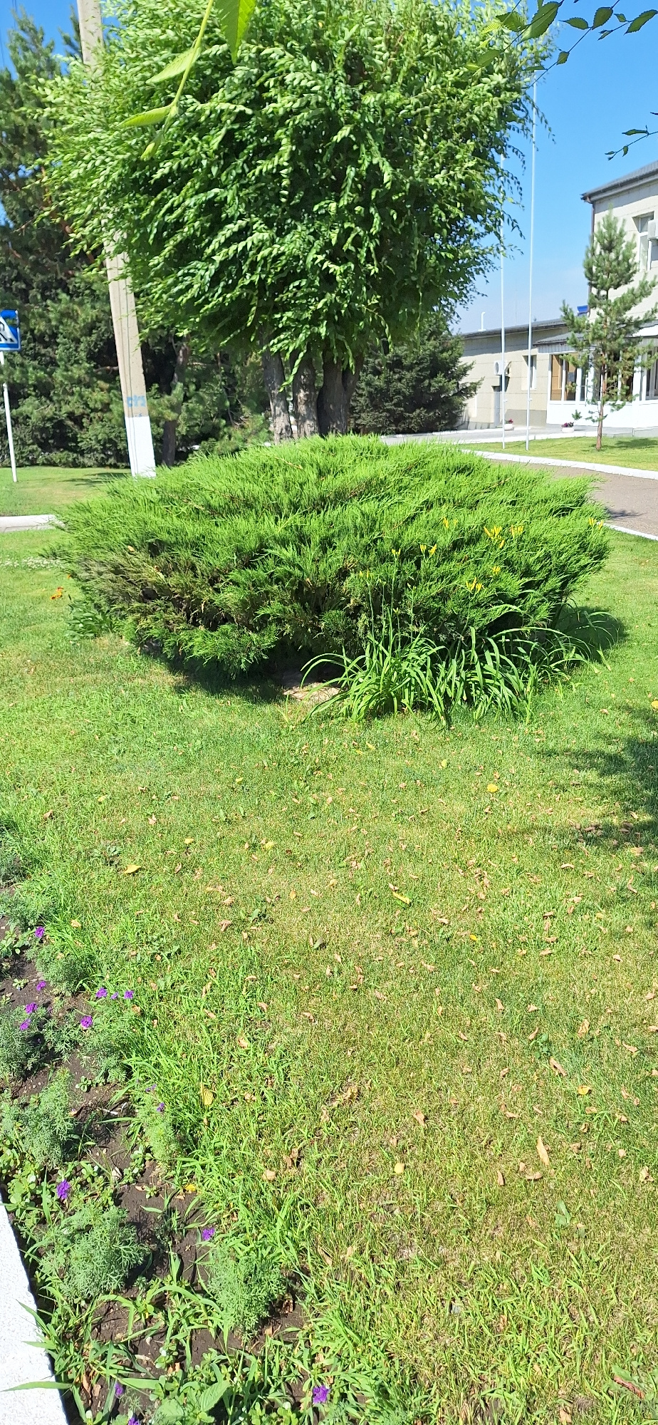 The image shows a large, dense evergreen shrub with a rounded shape, likely a juniper, situated on a manicured lawn. The shrub is vibrant green and appears healthy, with some smaller yellow flowers or buds visible within its foliage. In front of the shrub, a cluster of tall, thin green stalks with narrow leaves are growing. The lawn is well-maintained, with short green grass and scattered fallen leaves. To the left of the shrub, a flowerbed with small purple flowers and other low-lying green plants is visible. In the background, a tall deciduous tree with a full canopy of green leaves stands behind the shrub, its trunk appearing thick and mature. Further in the background, a light-colored building with a pitched roof and windows is seen, partially obscured by trees and a pole. The sky is clear and blue. A traffic sign with a blue background and white symbols is visible in the upper left corner of the image. The scene is illuminated by bright sunlight, casting shadows on the grass. The location is identified as Ekibastuz, Kazakhstan.