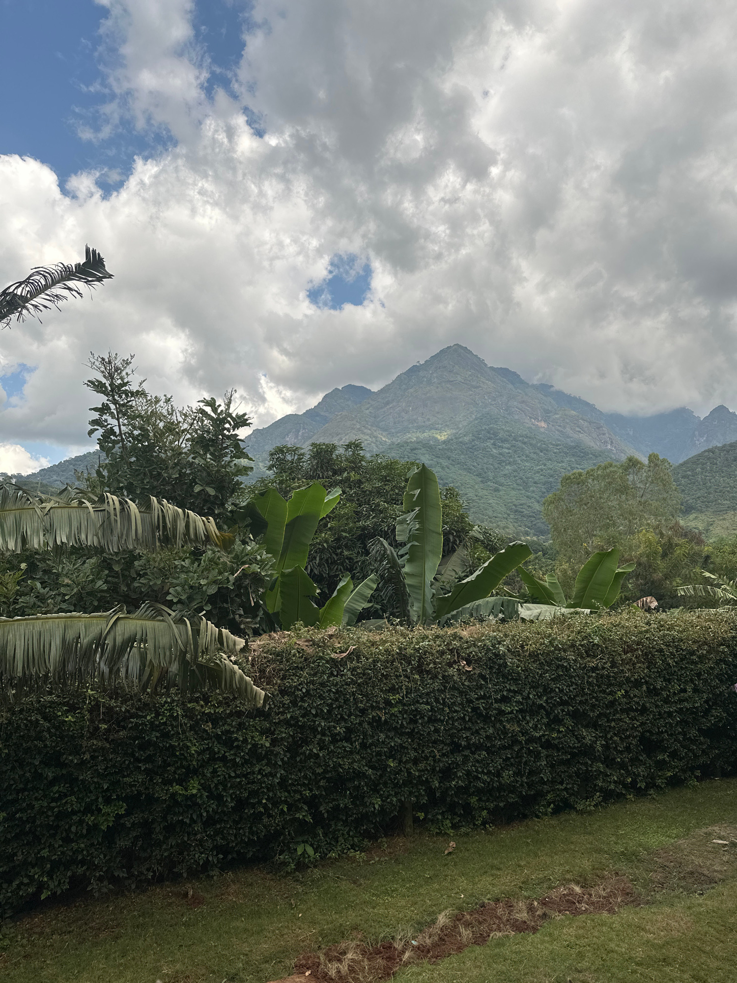 The image shows a lush, verdant landscape with a prominent mountain range in the background. The foreground is dominated by a thick, well-maintained hedge that runs horizontally across the frame, with a strip of green grass below it. Above the hedge, various types of foliage are visible, including large banana leaves and other dense green plants, some of which appear to be trees. In the distance, the mountains are covered in a dense forest, with some rocky outcrops visible on their slopes. The sky is partly cloudy, with dramatic white and gray clouds interspersed with patches of blue sky. The overall impression is one of a natural, tropical environment.