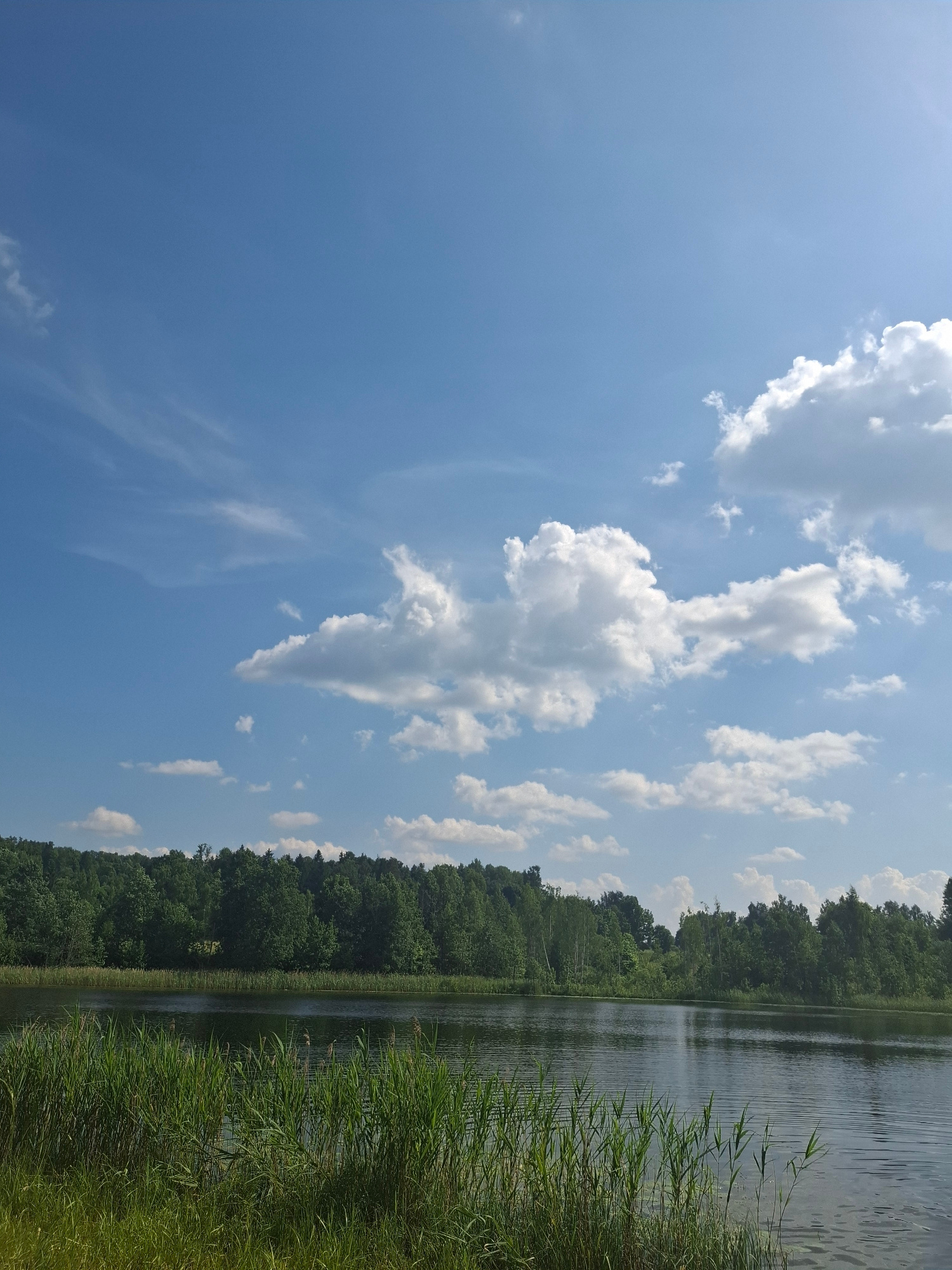 This media file captures a scenic view of a lake bordered by a dense forest and lush green reeds. The sky above is a clear blue, dotted with fluffy white clouds, suggesting fair weather. The water of the lake is calm and reflects the surrounding greenery and sky, with ripples indicating a gentle breeze. The reeds in the foreground are vibrant and tall, swaying slightly. The overall scene evokes a sense of tranquility and natural beauty. The time of day appears to be daytime, likely late morning or early afternoon, given the brightness of the sunlight and the clear sky. There is no visible text in the image. The location context is Kombuļi, Latvia.