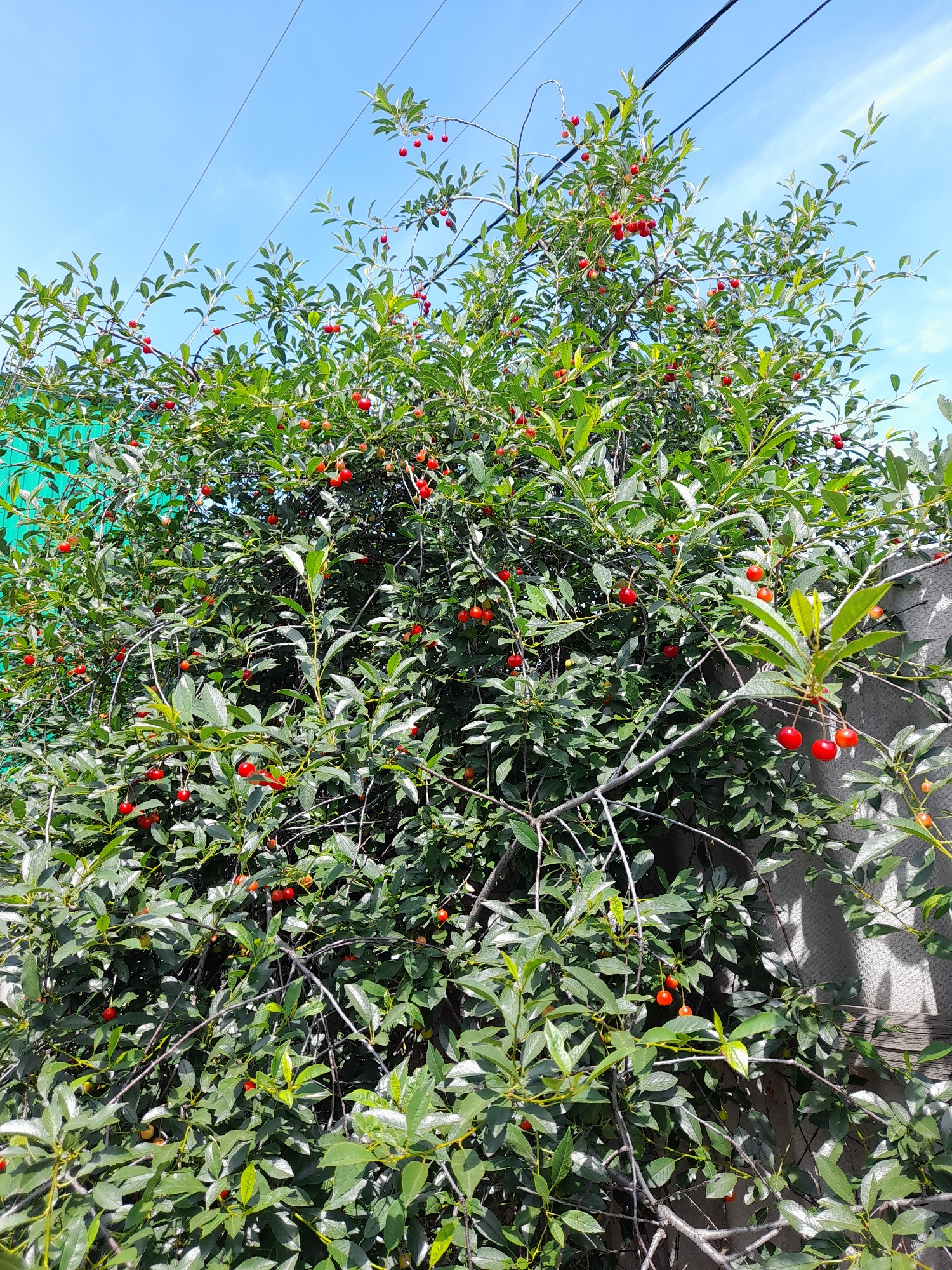A medium-shot, eye-level, vertical photograph captures a cherry tree laden with ripe, red cherries against a bright blue sky. The tree is dense with green leaves, and branches crisscross throughout the frame. Several wires are visible stretching across the upper portion of the sky. To the left of the tree, a section of a green, corrugated fence is visible. To the right, a concrete wall with a horizontal wooden plank is present. The lighting suggests it is daytime. No people are present in the image.