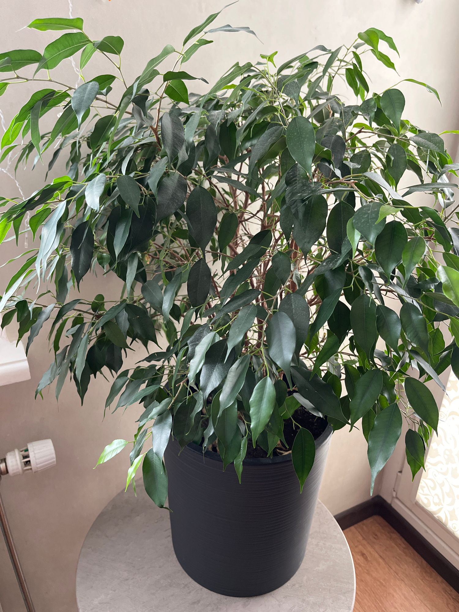 A potted Ficus benjamina tree sits on a round, light-colored table. The tree is large and bushy, with numerous dark green leaves and thin brown branches. It is planted in a black, textured pot. To the left of the table, a portion of a white radiator is visible, attached to a silver pipe. The background consists of a plain, light-colored wall. To the right, a wooden floor and a window with a patterned curtain can be seen.