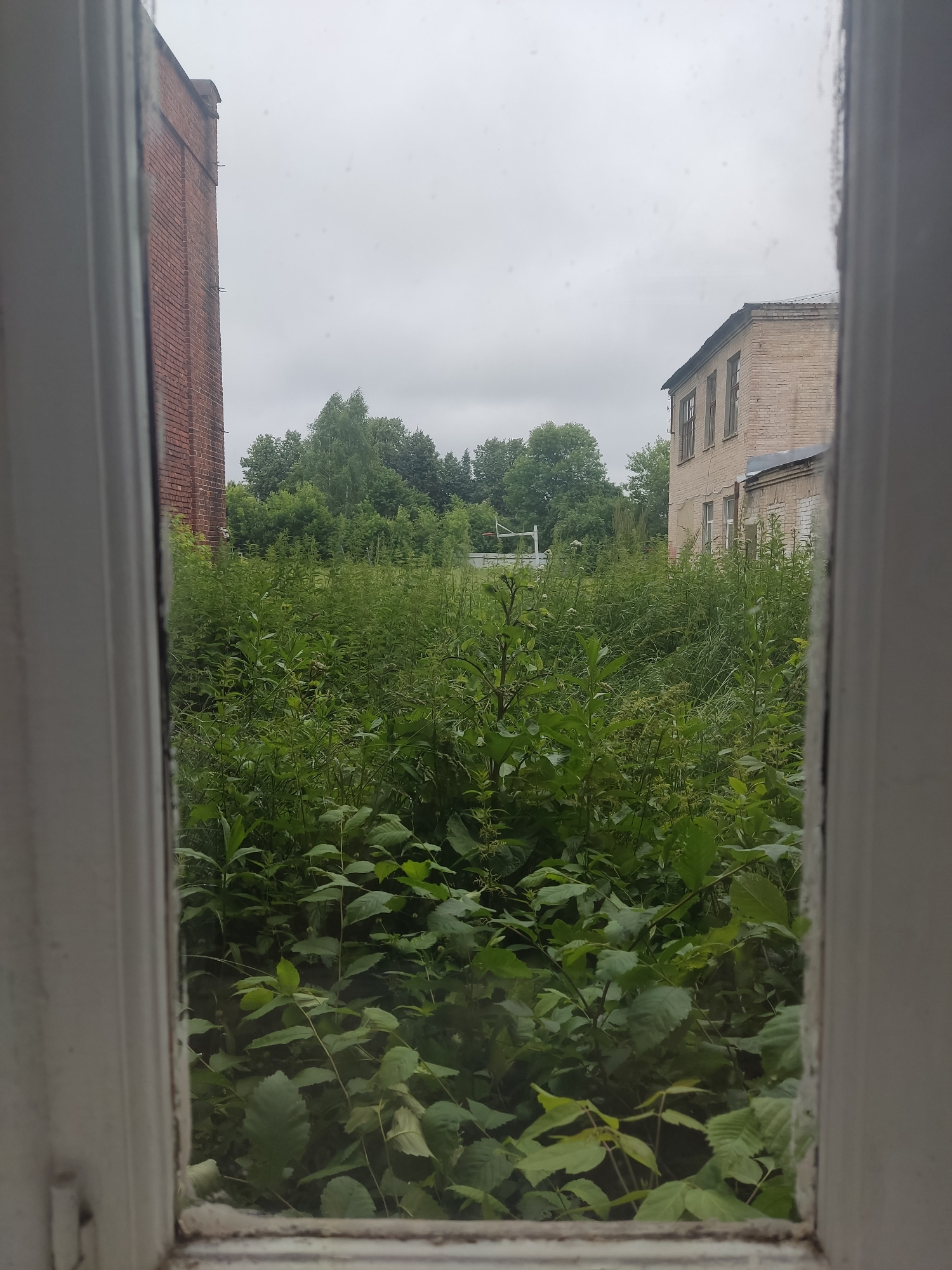 A medium shot captures a view from behind a dirty window frame into an overgrown outdoor area. The frame is white and shows signs of wear. To the left, a section of a tall, red brick building is visible. The majority of the scene is dominated by dense, green vegetation, appearing as tall grass and bushes. In the background, there are two buildings. The one on the right is a light-colored brick building with a dark, sloped roof. Further back, a darker brick building is partially obscured by trees. The sky is overcast, suggesting a cloudy day. No people are visible in the frame.