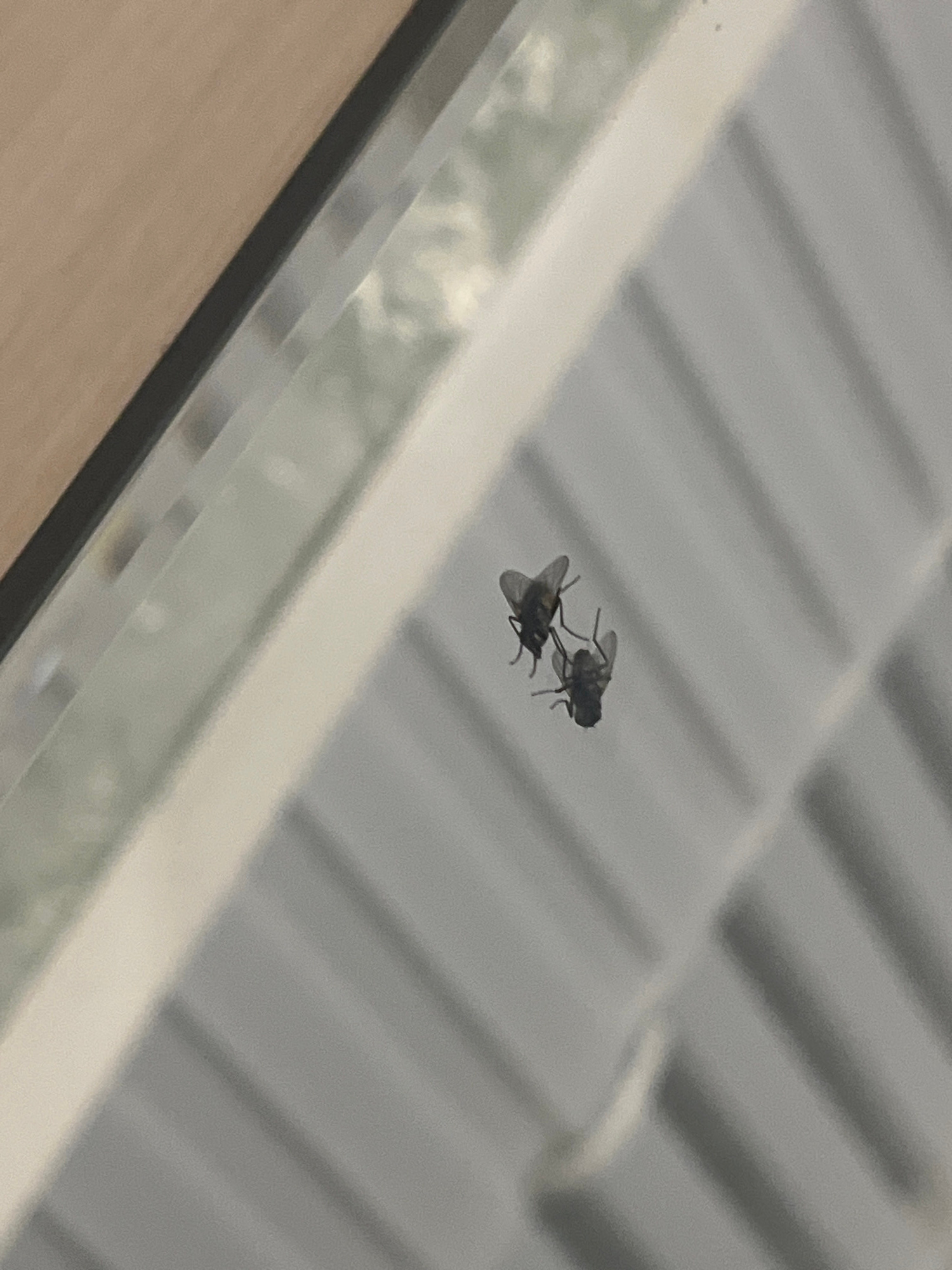 Two houseflies are visible on a white, ridged surface, possibly a window screen or ventilation grate. One fly is positioned above and to the left of the other, with both appearing to be at rest. The background is out of focus, showing a blurry light and some green foliage, suggesting an outdoor or well-lit indoor environment. The scene is devoid of human presence and activity. The location is Belyye Berega, Russia, though the specific context within the city is not discernible from the image.