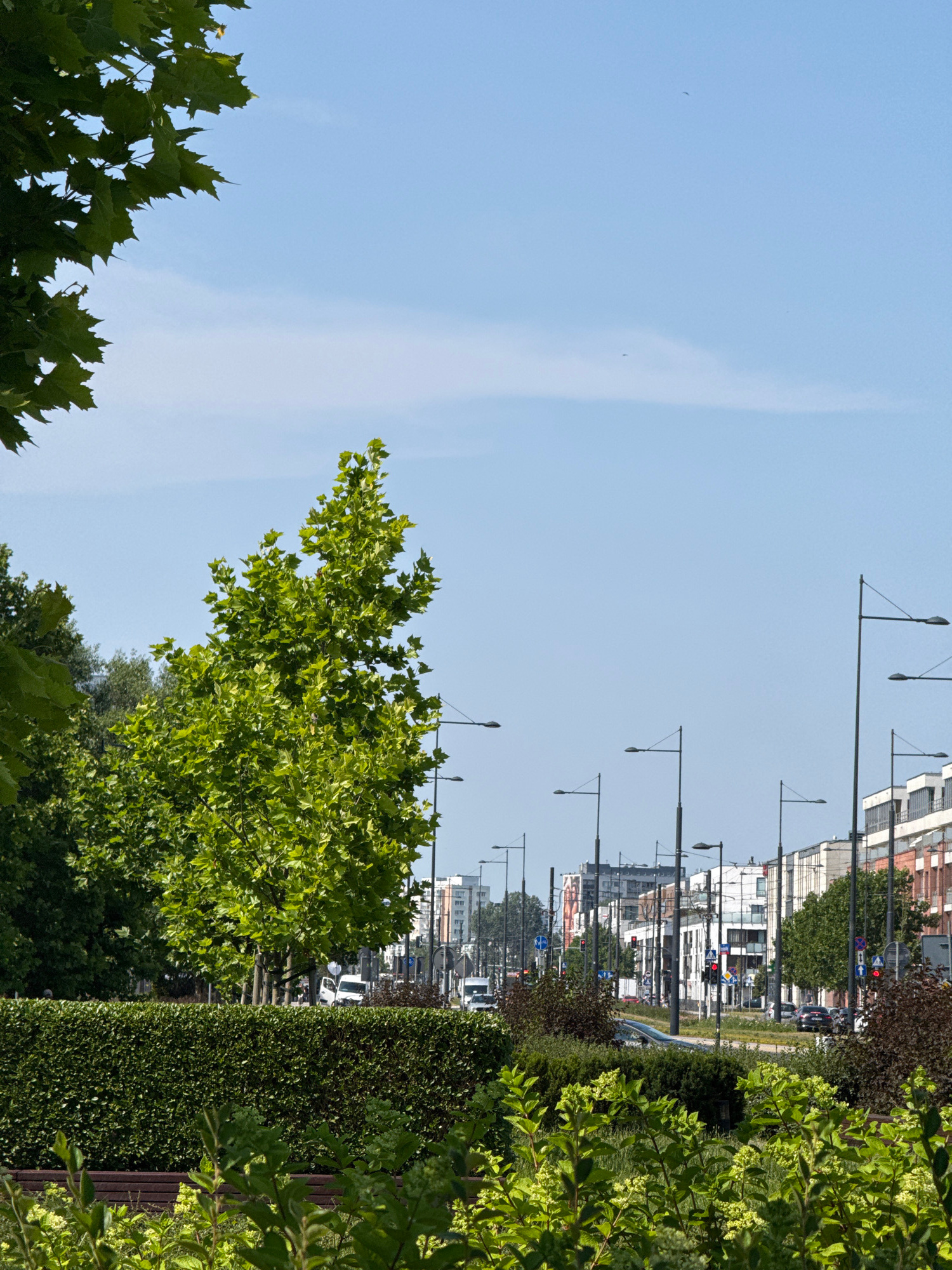 The image depicts a sunlit urban scene in Warsaw, Poland, likely during the daytime given the clear blue sky and bright lighting. In the foreground, lush green foliage and manicured hedges dominate, suggesting a park or well-maintained public space. Beyond this green buffer, a street lined with modern buildings stretches into the distance. The buildings feature a mix of architectural styles, with some appearing to be residential or office complexes with glass and concrete facades, while others have brick elements.
A street with visible traffic lanes is present, with several cars and white vans driving along it. Streetlights are positioned at regular intervals along the road, and traffic signals, some showing red lights, are also visible, indicating an active intersection. Trees are interspersed along the street, adding to the greenery. In the background, taller buildings are visible, hinting at the density of the urban environment. The sky is a pale blue with a few faint wisps of clouds. The overall impression is one of a modern, well-developed city with an emphasis on green spaces and orderly urban planning.