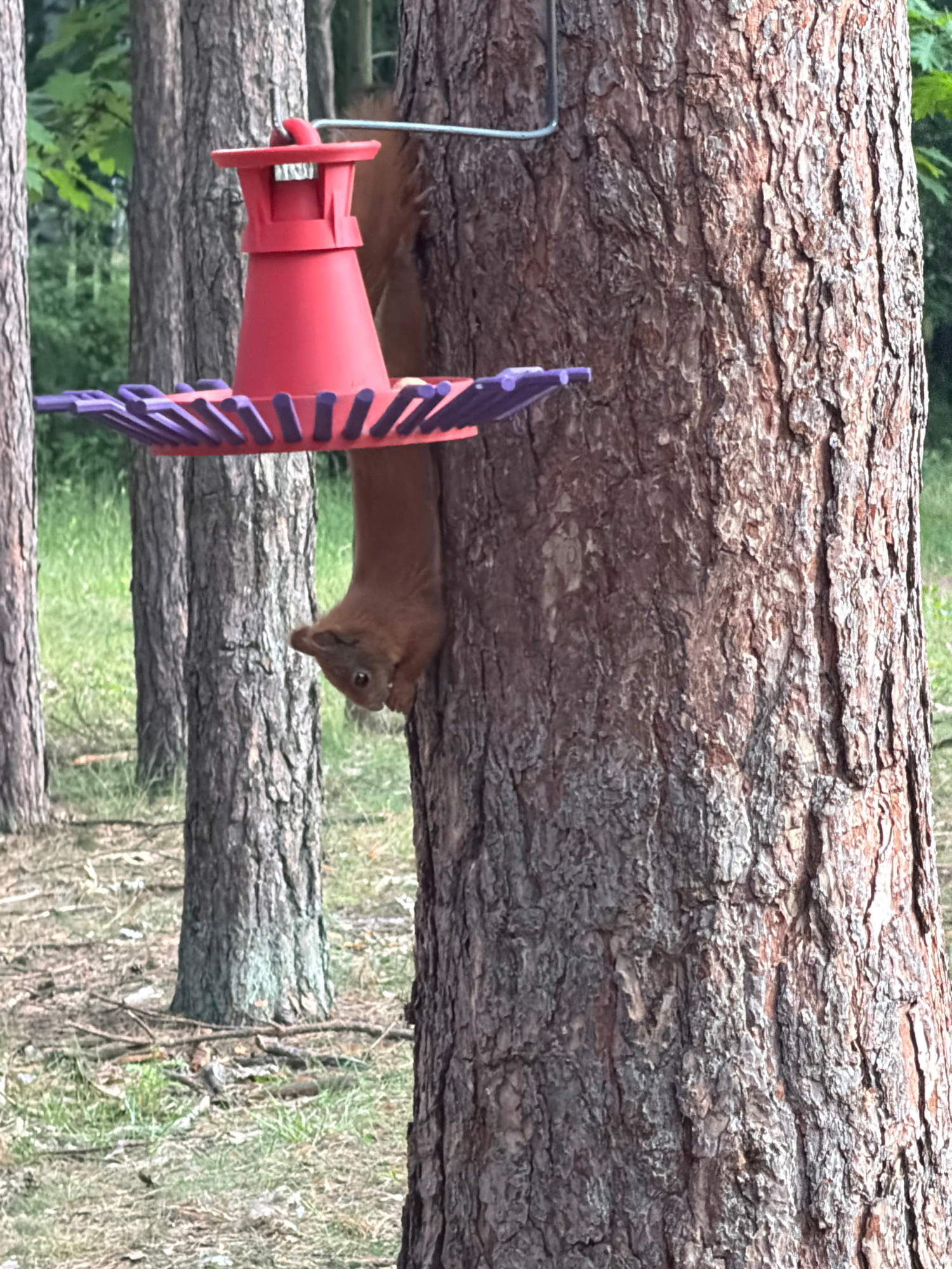 An upside-down red squirrel is hanging from a red bird feeder attached to a tree trunk. The squirrel is brown with a fluffy tail. The bird feeder has a purple tray with red spikes. The tree trunk is large and covered in rough bark. In the background, there are other trees and green grass. The image appears to be taken in a forest or park setting, possibly in Brest, Belarus, given the context of the query.