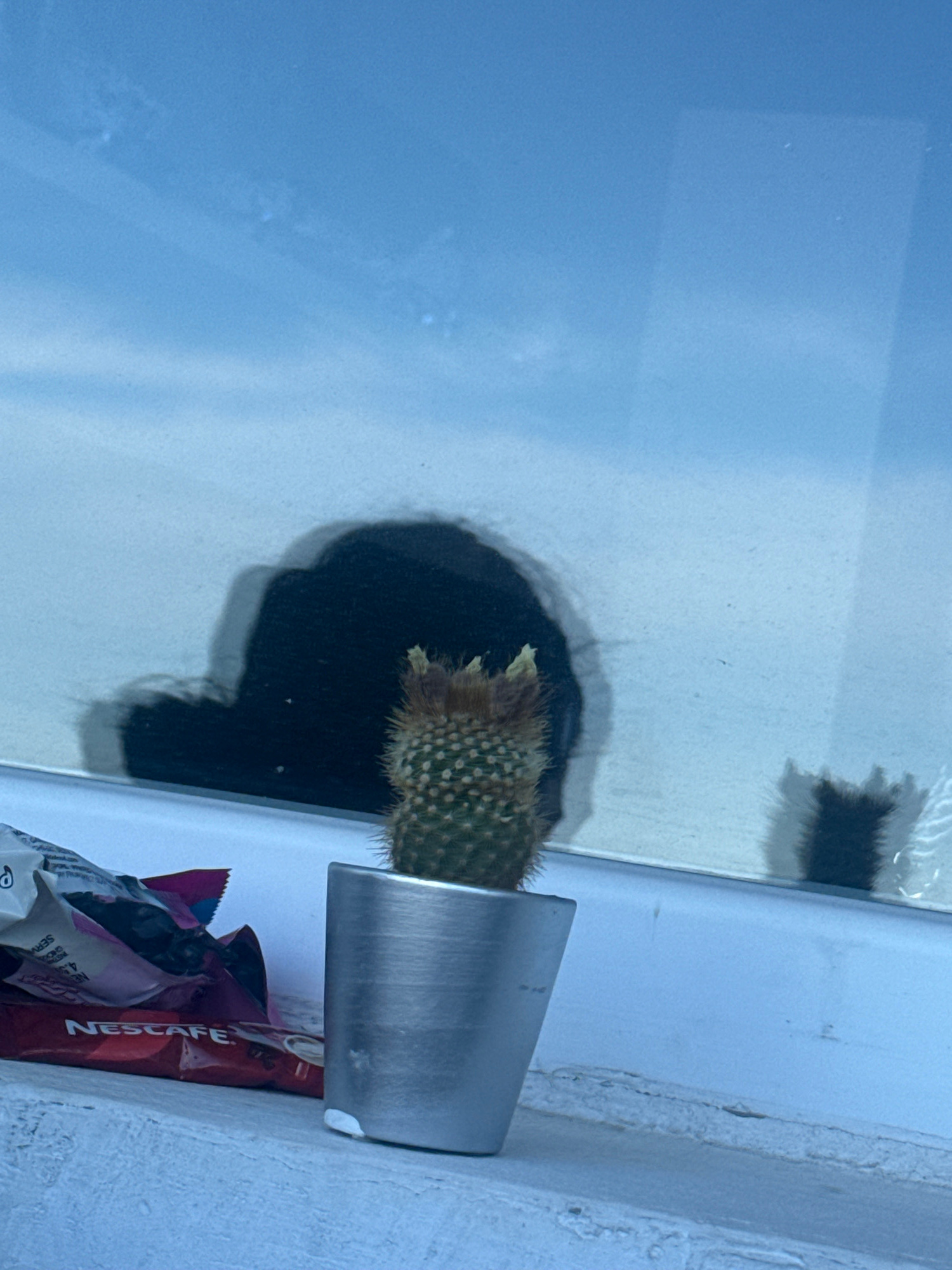 A small cactus in a silver pot sits on a windowsill. To the left of the cactus is a crumpled package of Nescafé coffee. Behind the cactus, a dark shadow is cast on the glass, resembling a human head or a cloud. The background is a bright blue sky with faint cloud reflections. The windowsill appears to be made of white painted concrete.
