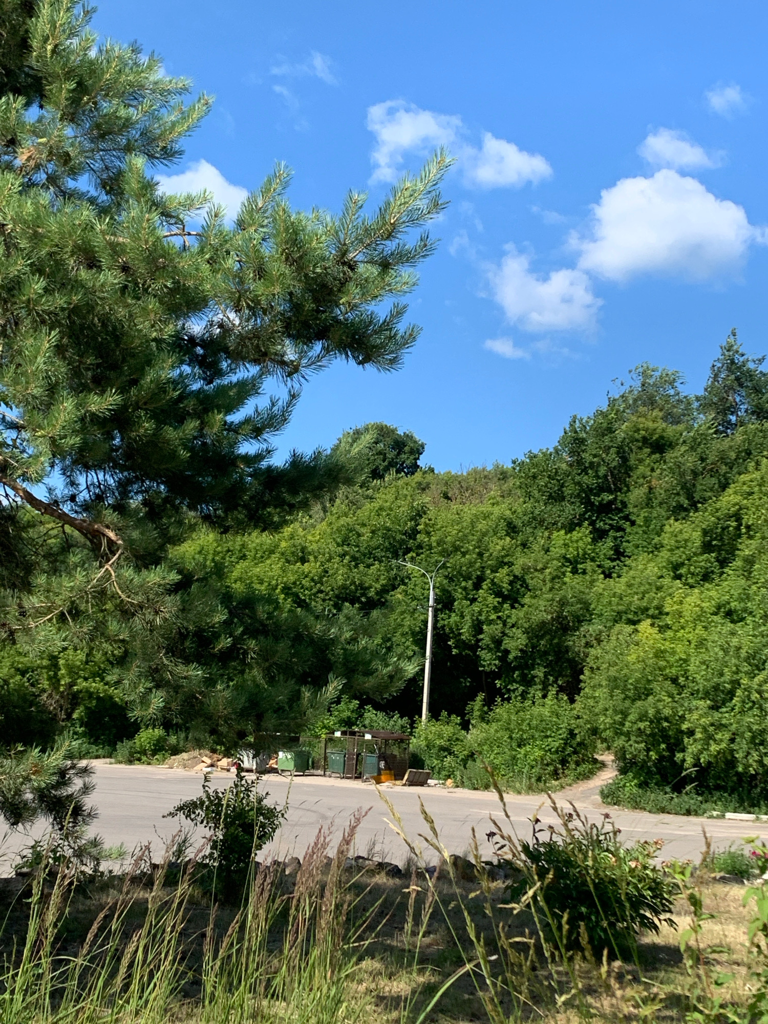 A low-angle, vertical shot captures a sunny day in Pavlovo, Russia. The sky is a vibrant blue, dotted with fluffy white clouds. In the foreground, the branches of a pine tree, with its characteristic green needles, fill the lower left portion of the frame. Behind the pine tree, a dense wall of lush green trees forms the backdrop, suggesting a heavily wooded or forested area.
A paved road winds its way through the scene, leading from the bottom right corner and curving towards the upper left. Along the side of the road, there are several green bins, possibly for waste or recycling, and a small structure. The grass and vegetation on the right side of the road are tall and dry, indicating a warm, possibly dry season. A lamppost is visible near the road, suggesting it's a public area. The overall impression is one of a natural landscape with some man-made elements, likely a park or a road within a semi-rural or suburban setting in Russia. There is no visible text in the image. The lighting suggests it is daytime, likely mid-morning or afternoon, with bright sunlight casting shadows.