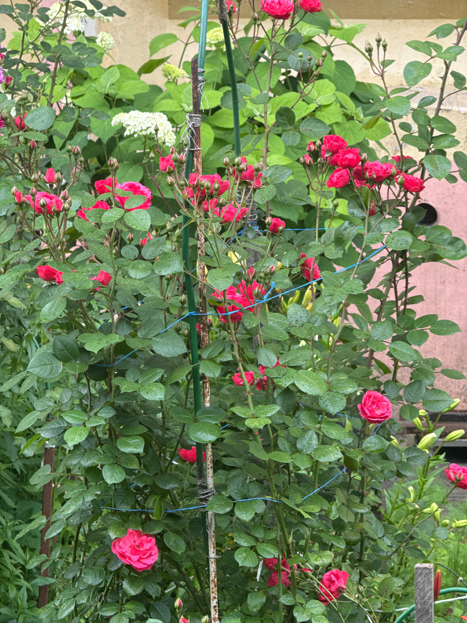 This is a medium shot, eye-level photograph of a rose bush with red flowers and green leaves, some of which are wet with raindrops. The rose bush is growing in what appears to be a garden or yard. In the background, there is a beige wall and a pinkish-red surface, possibly a wall or a tiled area. There are also some white flowers, possibly hydrangeas, visible on the left side of the frame. The rose bush is supported by green stakes and a rusty metal bar that has been wrapped with wire. Blue strings are also used to tie the branches of the rose bush. The lighting suggests it is daytime, possibly after or during a rain shower, given the water droplets on the leaves and flowers. The overall scene is one of a lush, blooming garden. There is no visible text in the image. The location context is Krasnogorsk, Russia.