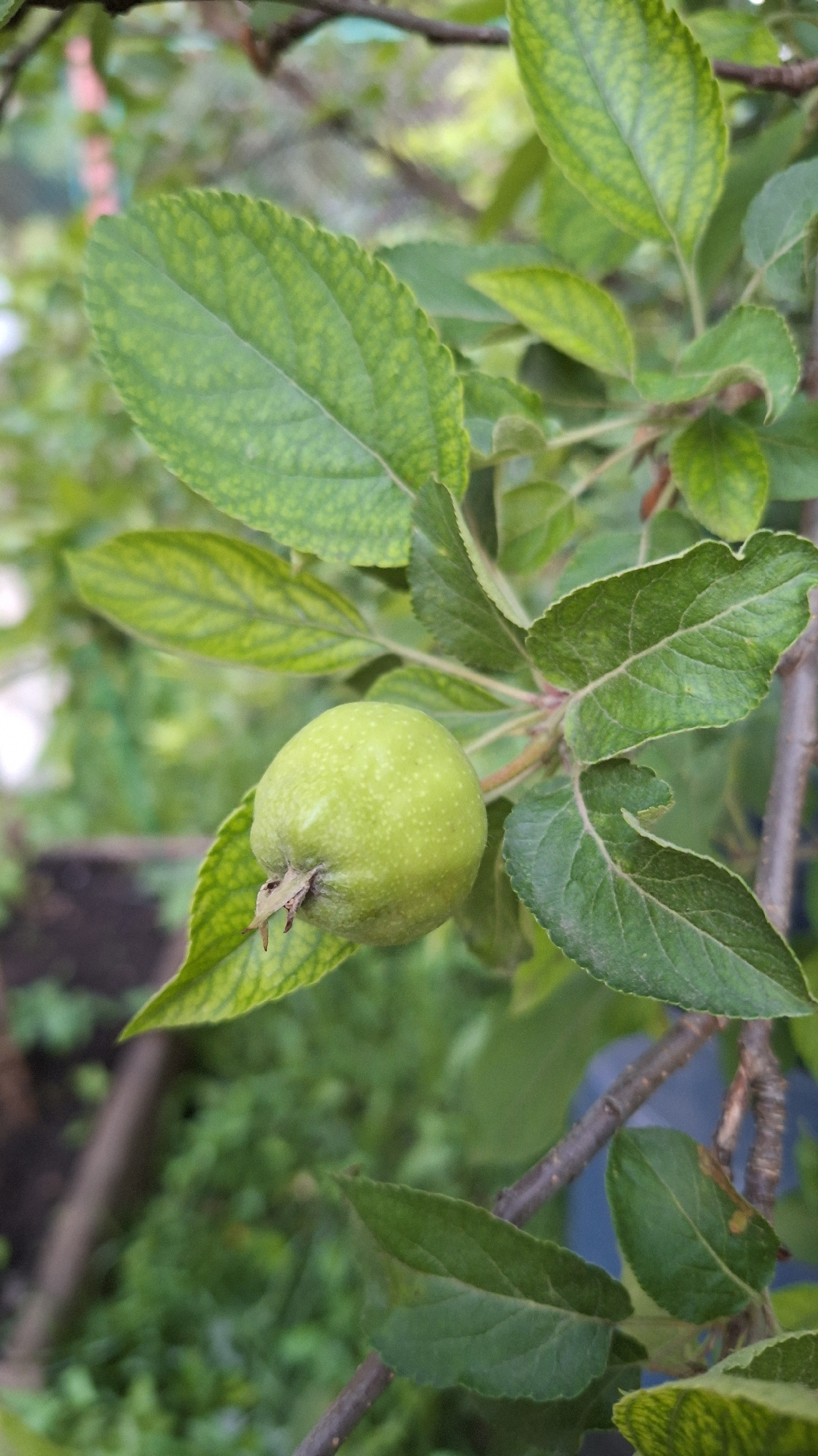 A small, green, unripe apple, approximately two centimeters in diameter, hangs from a branch amidst lush green leaves. The apple is round with a slightly indented stem end, and its surface is speckled with small, lighter green dots. The leaves surrounding the apple are oval-shaped with serrated edges and display a healthy green color, though some show slight yellowing, possibly indicating a nutrient deficiency. The background is softly blurred, suggesting a shallow depth of field, and reveals a mix of green foliage and hints of dark soil, indicative of a garden or natural outdoor setting within the city of Oktyabrsky, Russia. The image captures a close-up view of the developing fruit on a tree branch.