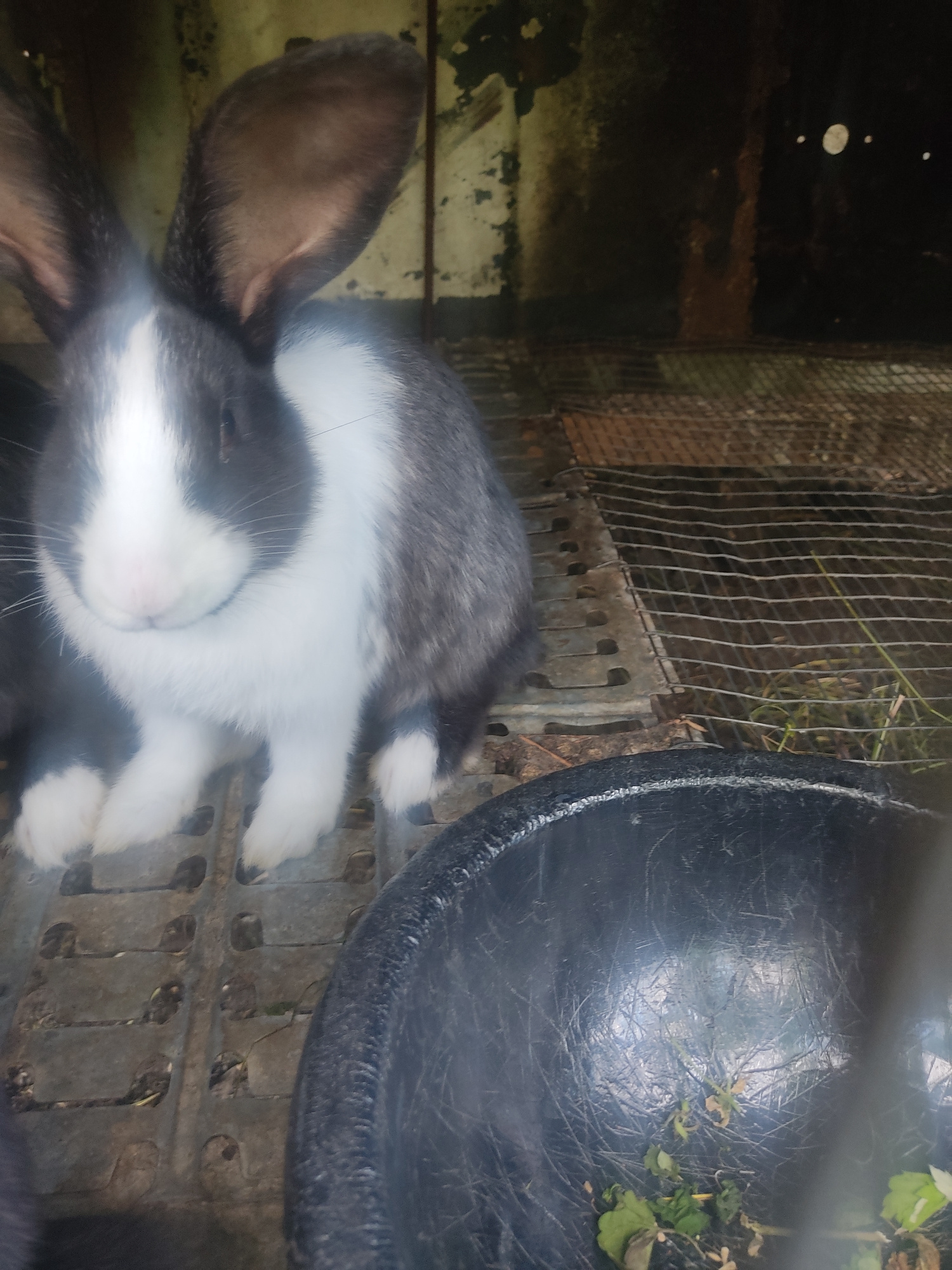 A rabbit is lying down on a grated surface. The rabbit is predominantly white with dark gray markings on its back and ears. Its face is white with dark gray around its eyes. The rabbit's ears are large and floppy, with one ear clearly visible and the other partially obscured. It appears to be relaxed or sleeping.
The setting seems to be an enclosure or cage, indicated by the wire mesh and grated floor. To the right of the rabbit is a large, dark, circular object, possibly a food or water bowl, which contains some green leaves and twigs. The background is dimly lit and shows what appears to be wooden or metal walls and more wire mesh. The overall impression is of an indoor or sheltered environment. There is no visible text in the image. The lighting suggests it might be daytime, but the environment is not brightly lit. No specific weather conditions can be determined.