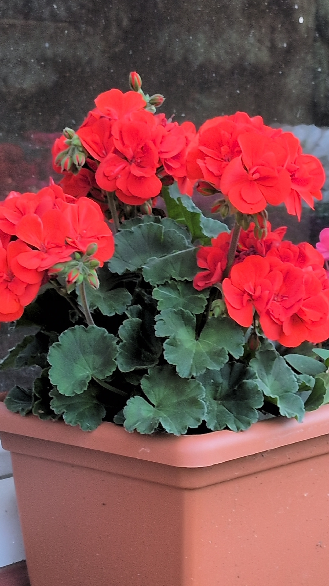 A close-up, eye-level, vertical shot features bright red geraniums in a terracotta pot. The flowers are the central focus, with lush green foliage surrounding them. The background consists of a textured, dark, mottled wall, possibly stone or concrete. The lower portion of the image shows the rim and upper section of the square terracotta planter. There are no people or animals visible in the scene. The lighting is even, highlighting the vibrant colors of the flowers and the texture of the leaves and pot.