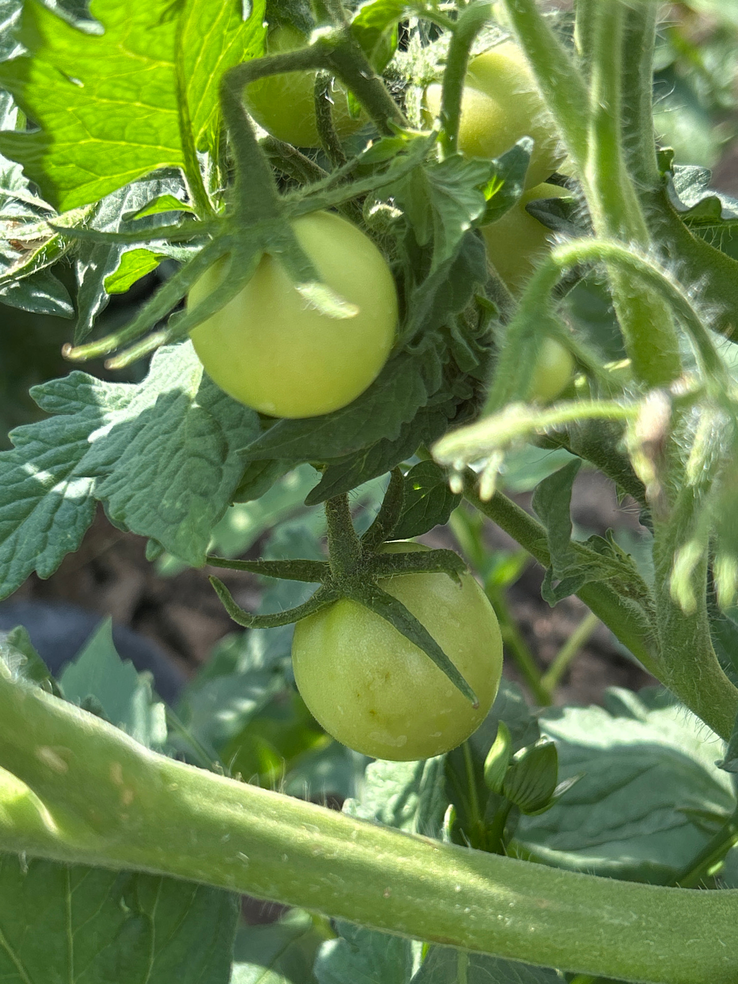 This image depicts a close-up view of a tomato plant bearing unripe green tomatoes. The tomatoes are a pale green color and are attached to the vine by their stems. The leaves of the plant are a vibrant green and are slightly fuzzy. The background is blurred, but appears to be a garden setting with soil and other foliage visible. The image is taken in the city of Copceac, Moldova, and shows a healthy plant producing fruit in what appears to be a rural or suburban environment.