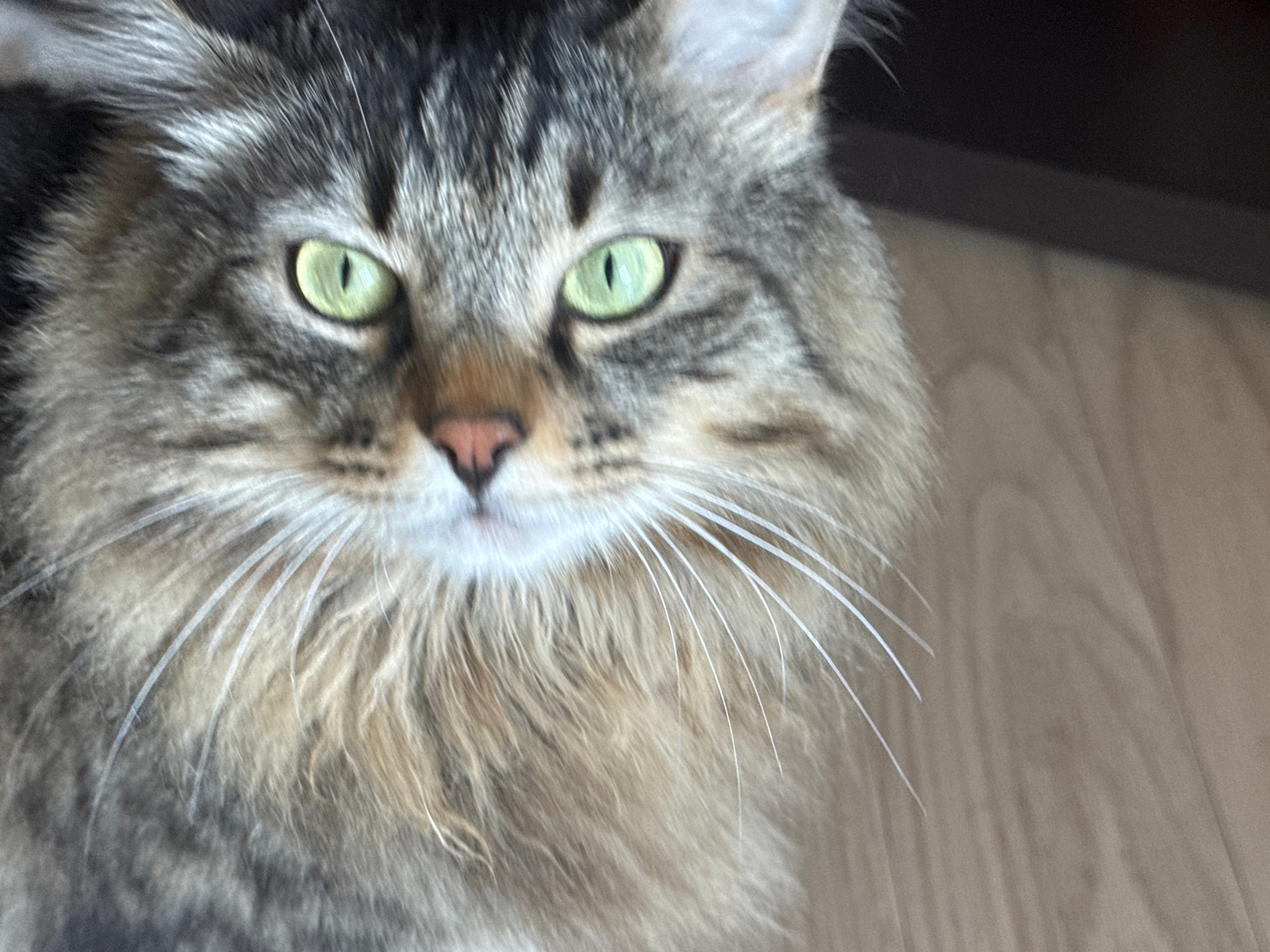 A medium shot, close-up image shows a fluffy, long-haired tabby cat with striking green eyes looking directly at the camera. The cat's fur is a mix of gray, brown, and black stripes. Its whiskers are prominent and white. The background consists of a dark, out-of-focus area at the top and a light-colored, wooden surface on the right. The image is taken indoors, likely in a residential setting. There is no information in the image to indicate a location in Kholmsk, Russia.