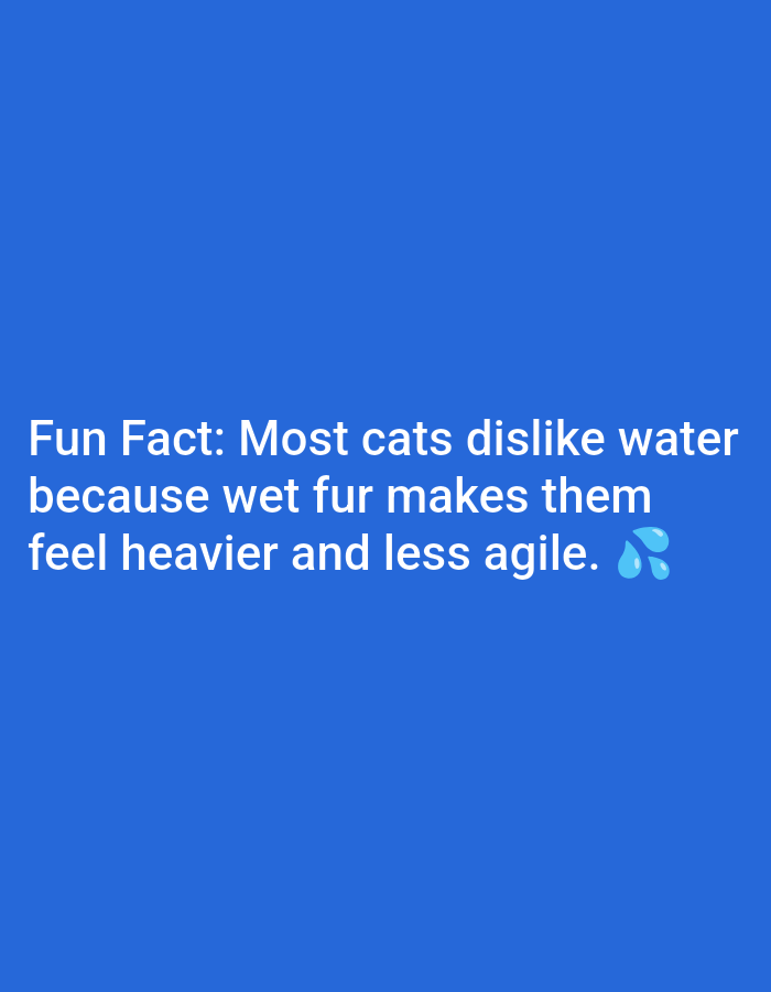 The image is a digital graphic with a solid royal blue background. White text is displayed prominently, stating: "Fun Fact: Most cats dislike water because wet fur makes them feel heavier and less agile." To the right of the text, two small, light blue water drop emojis are depicted. There is no discernible connection to Lagos, Nigeria, in this image.