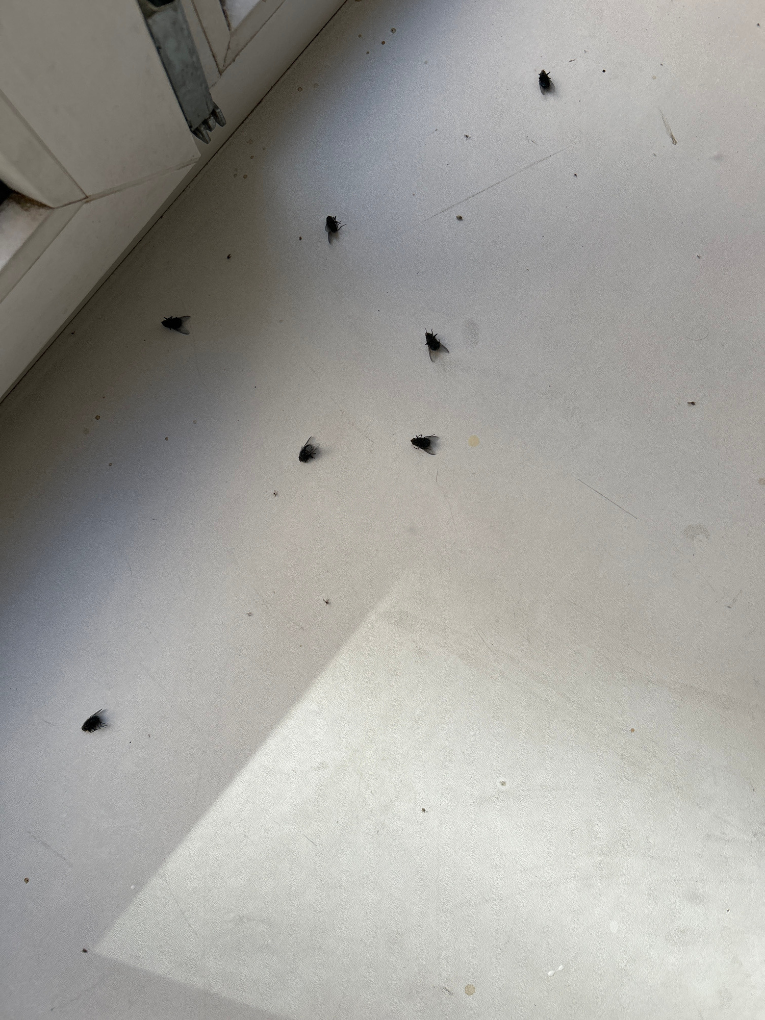The image shows several dead flies on a light-colored, textured surface, possibly a windowsill or floor. The surface appears to be indoors, near a window frame with metal hardware. There is a shadow cast across the surface, indicating a light source from the left. The scene is static and does not depict any active subjects or interactions. The location in Saint Petersburg, Russia, is not determinable from the visual information provided in the image.